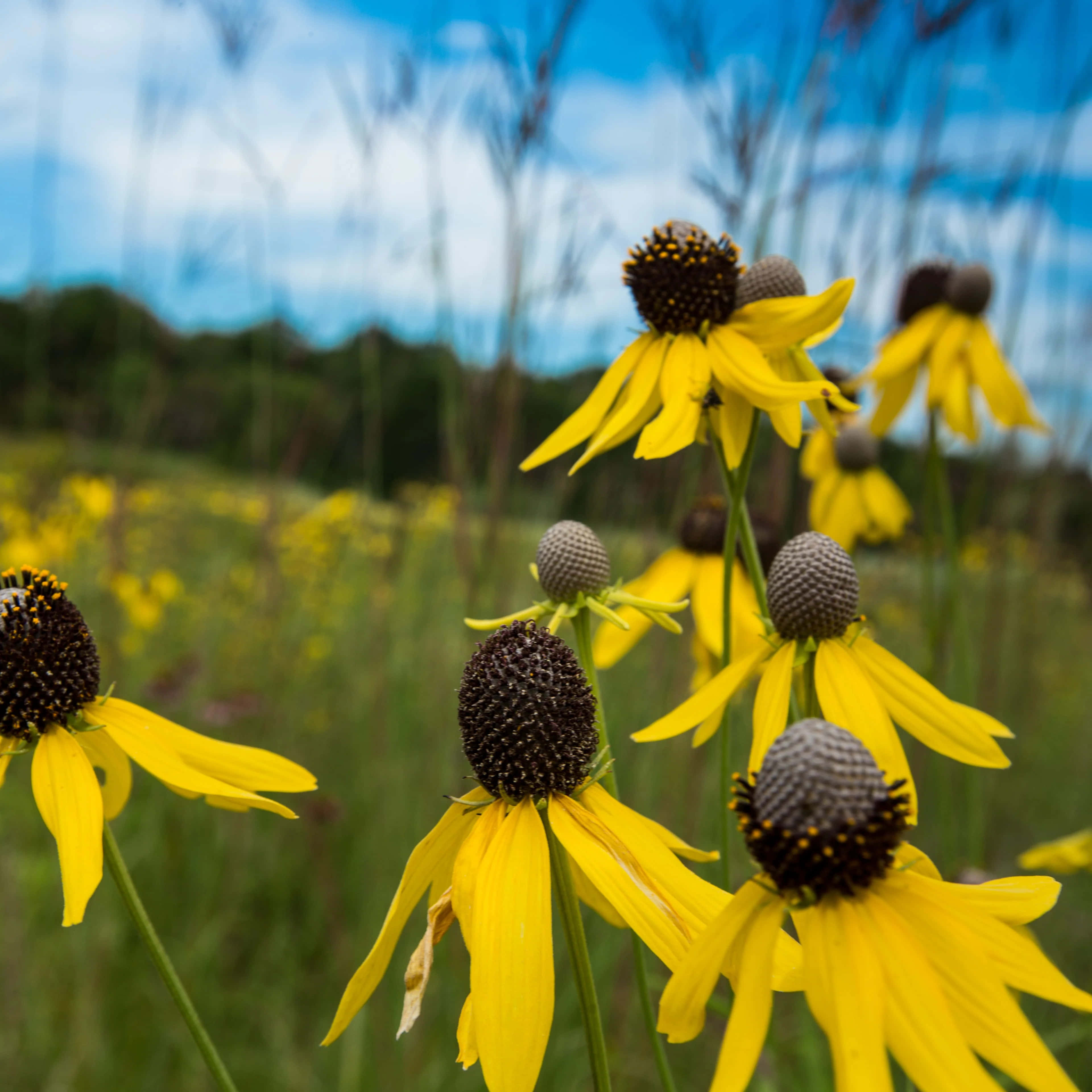 Yellow Coneflower, vibrant yellow, sunlit meadow, 4K Desktop Wallpaper