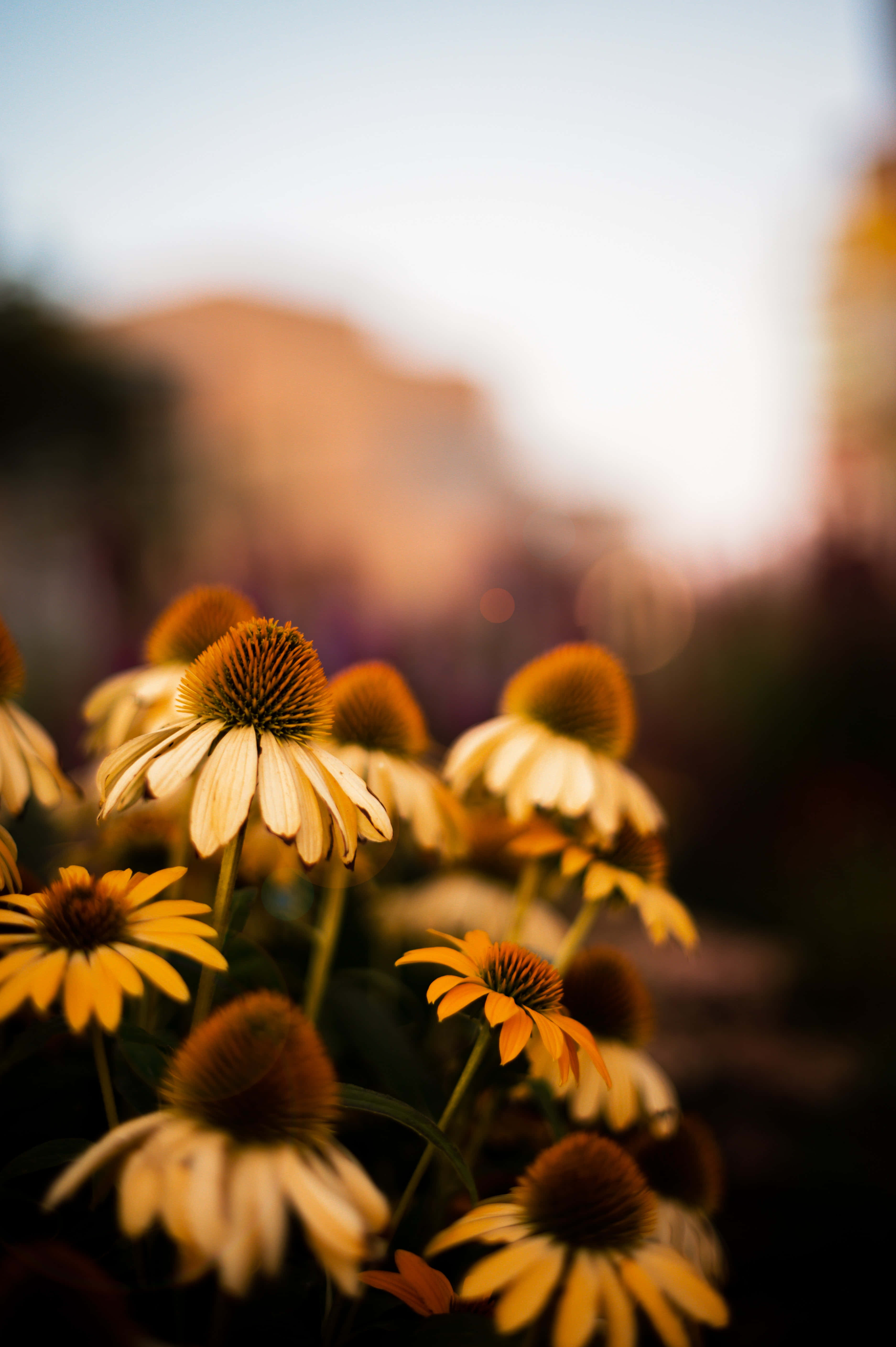 Yellow Coneflower, golden coneflowers, warm sunlight, 5K Phone Wallpaper