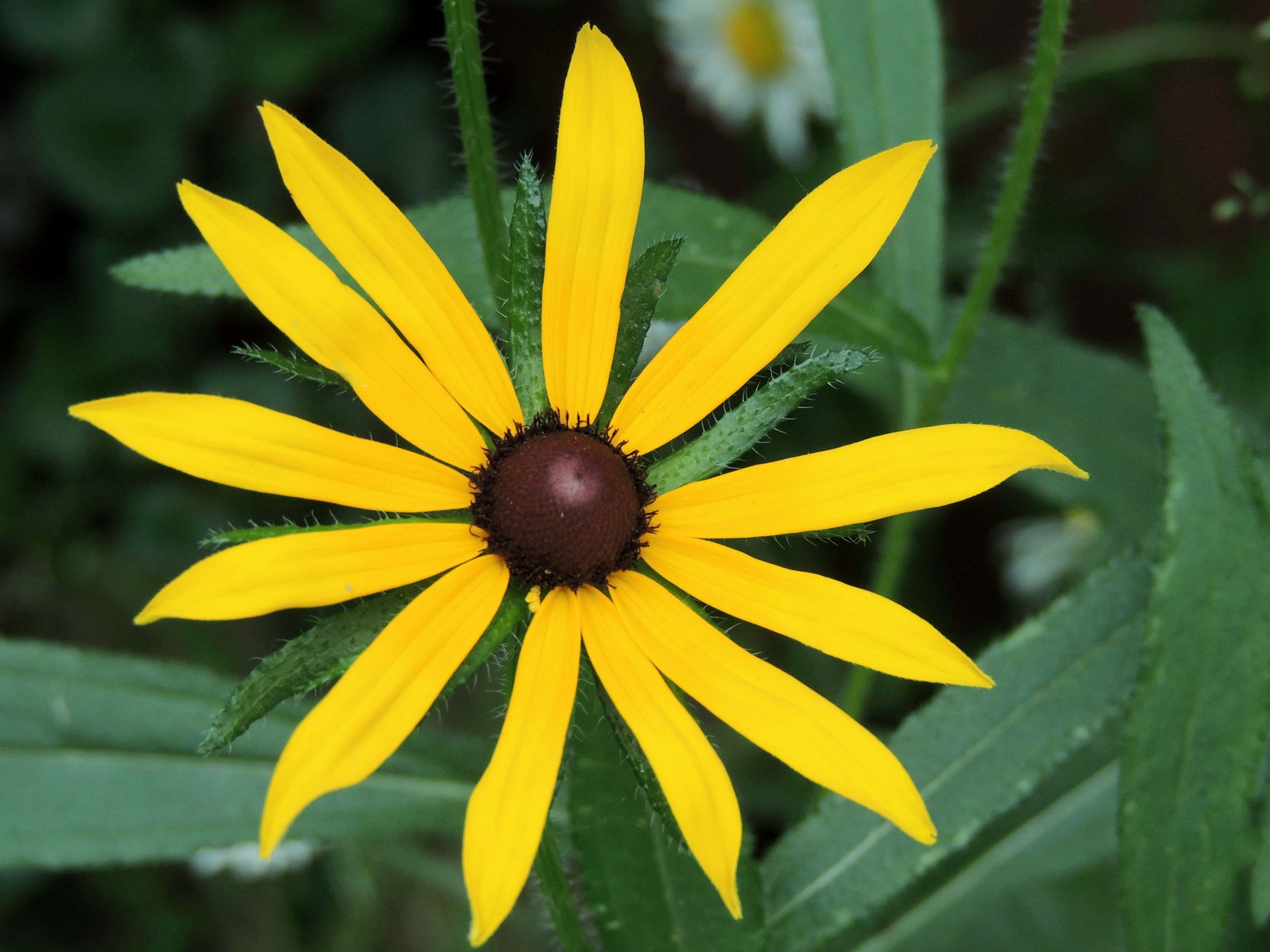 Yellow Coneflower, black-eyed susan, vibrant yellow, 4K Desktop Wallpaper