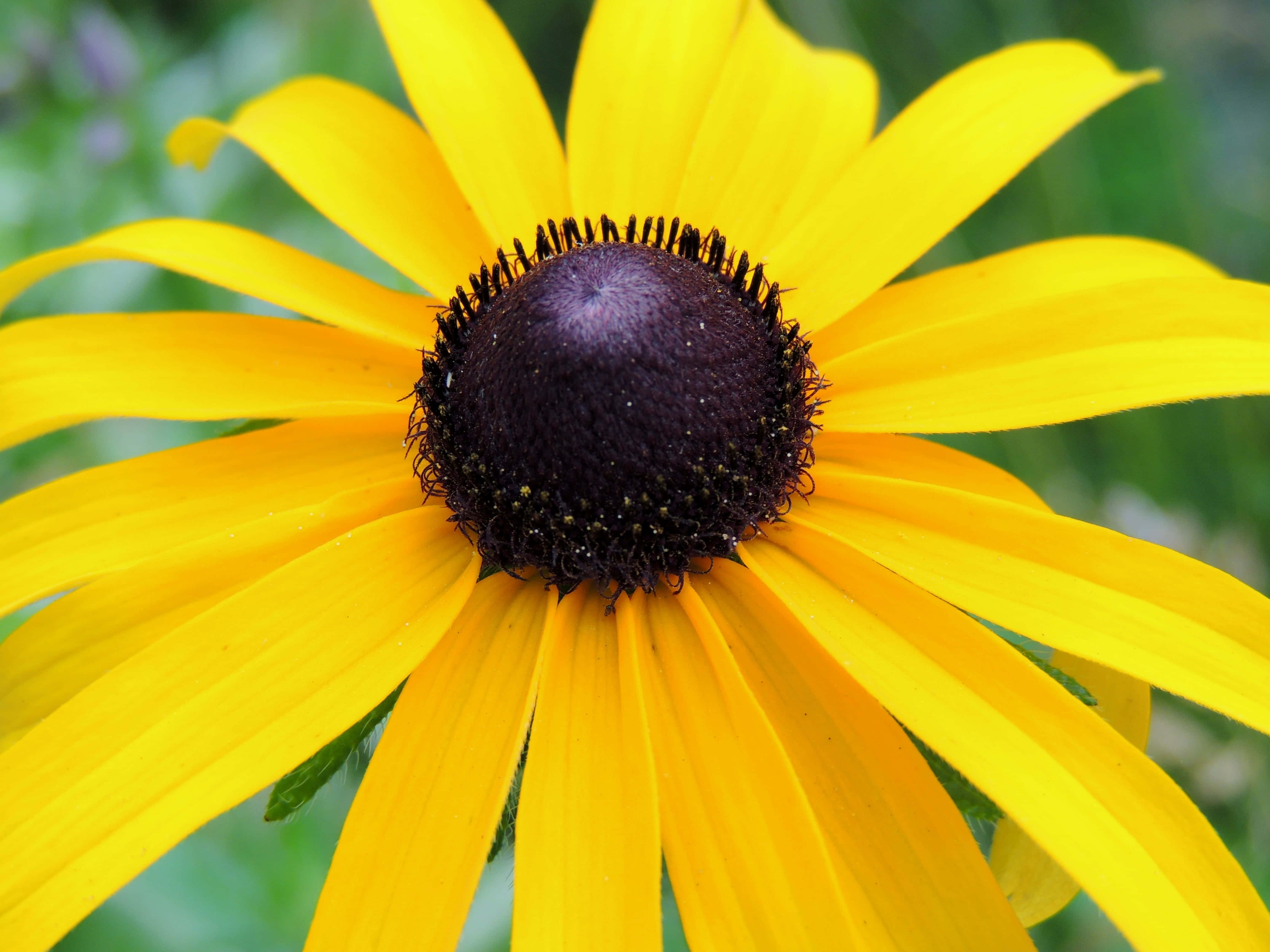 Yellow Coneflower, black-eyed susan, dark brown center, 4K Desktop Wallpaper