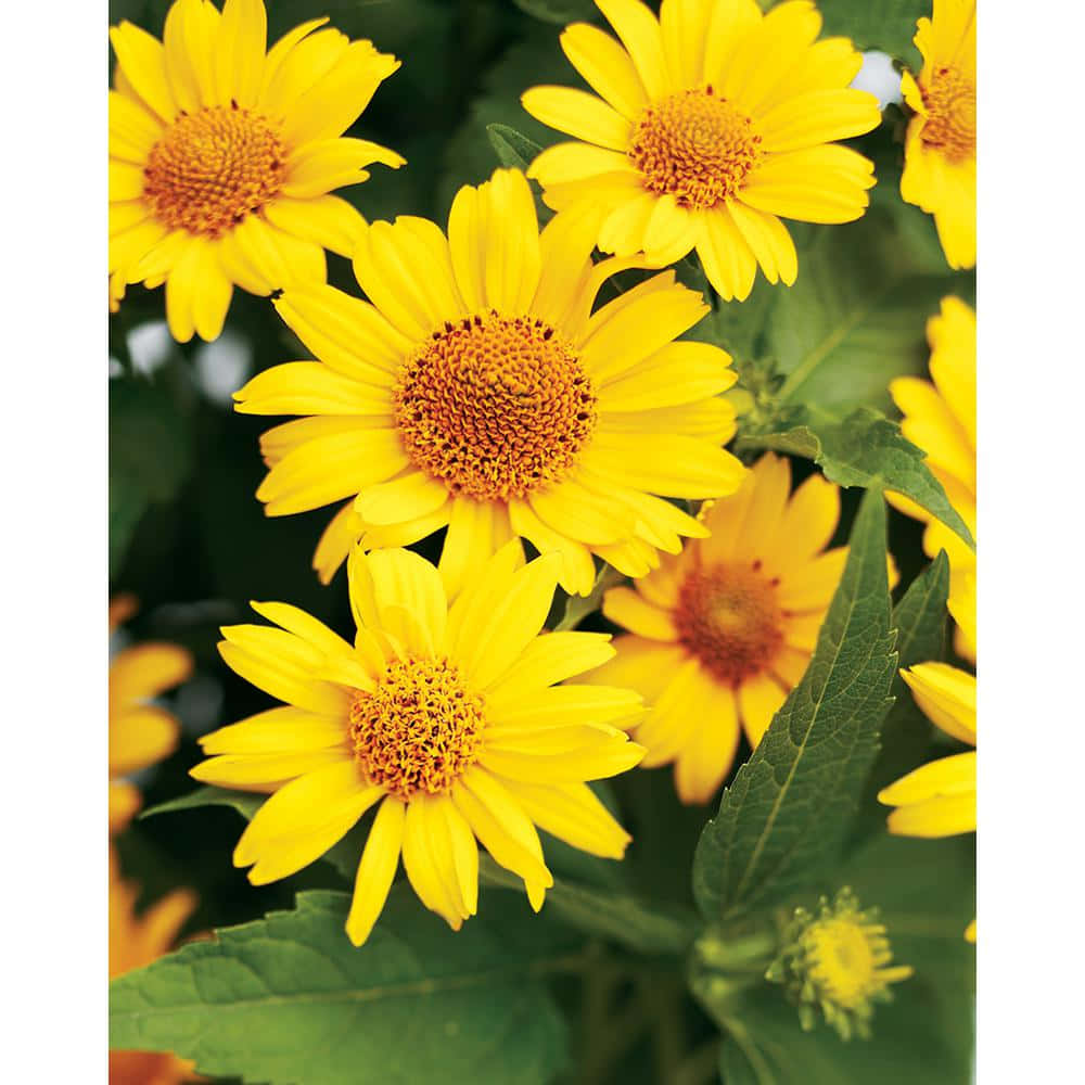 Yellow Coneflower, vibrant yellow daisies, orange centers, SD Desktop Wallpaper