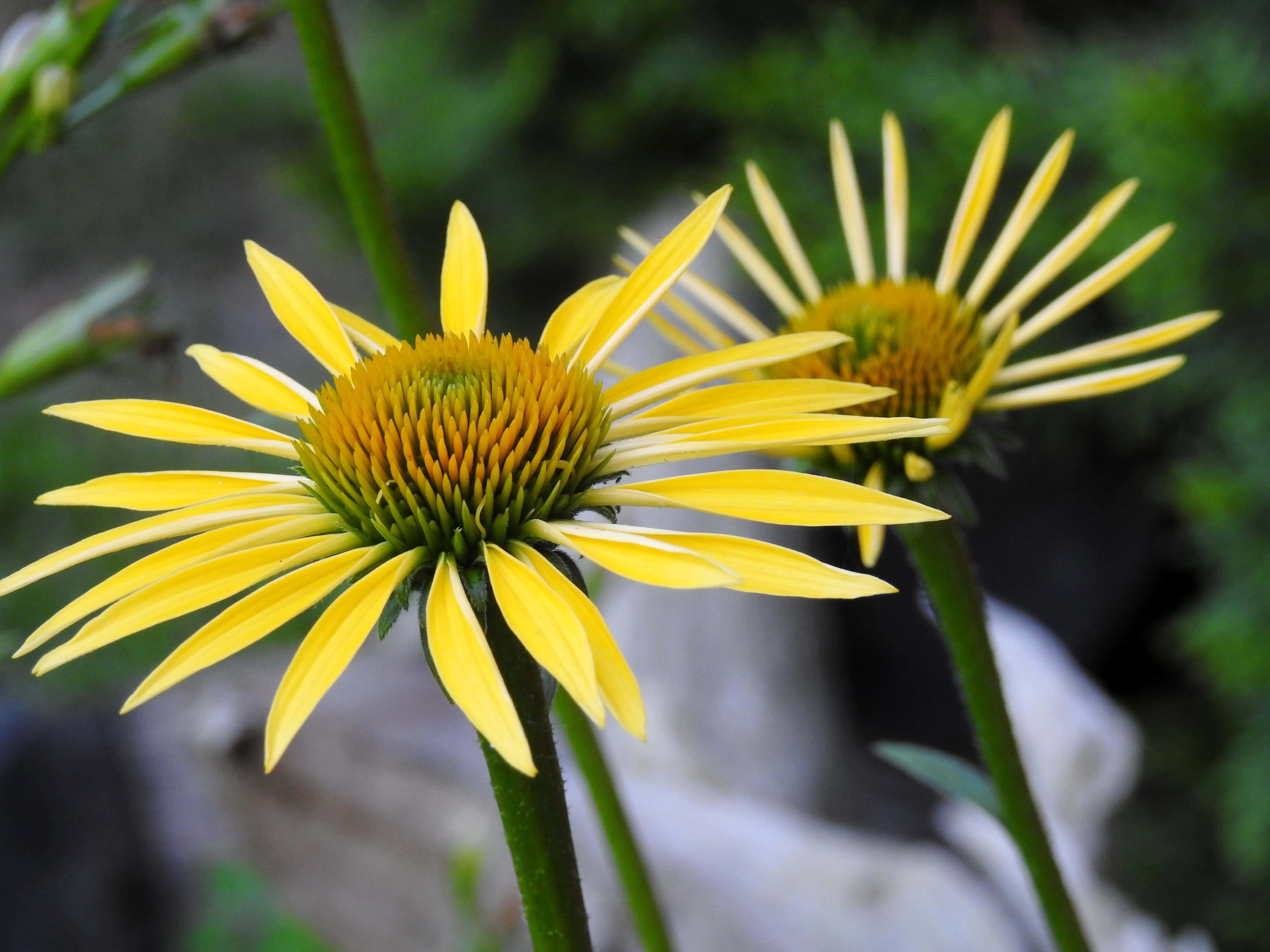 Yellow Coneflower, vibrant yellow coneflowers, spiky petals, 4K Desktop Wallpaper