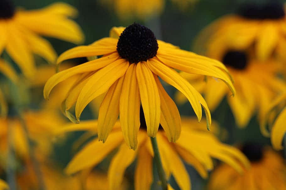 Yellow Coneflower, black-eyed susan, vibrant yellow, SD Desktop Wallpaper