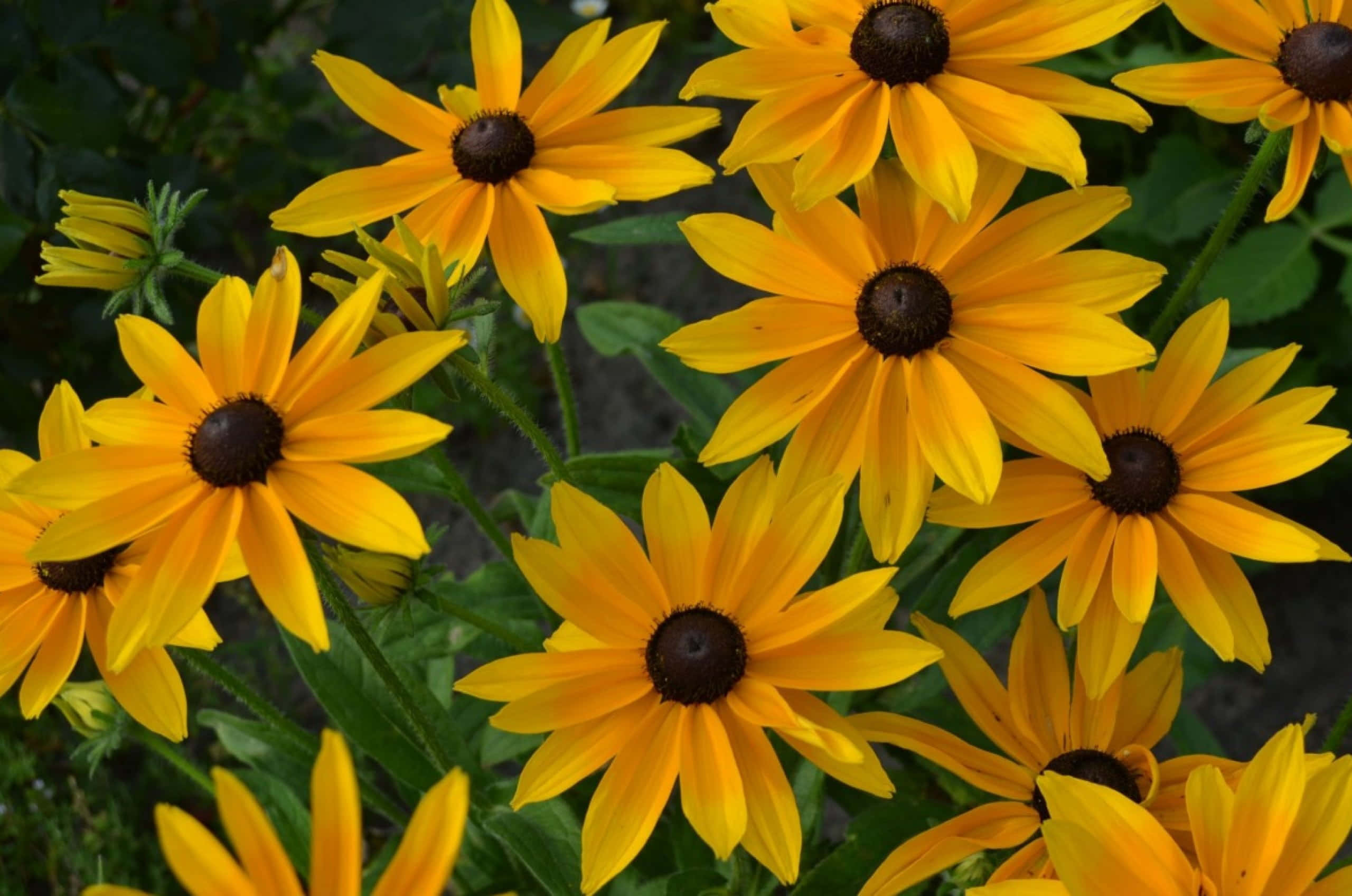 Yellow Coneflower, black-eyed susans, vibrant yellow, 2K Desktop Wallpaper
