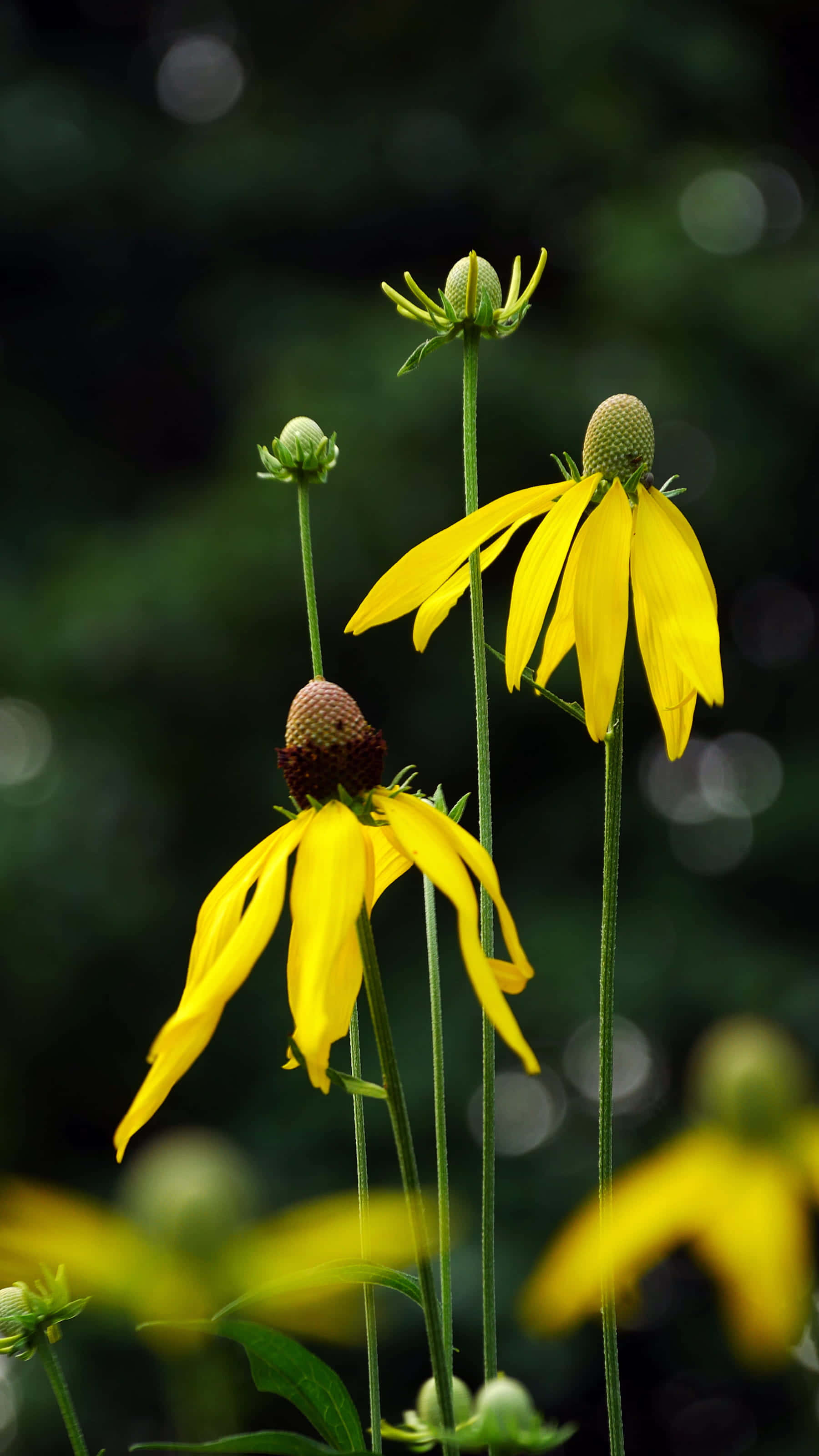 Yellow Coneflower, vibrant yellow coneflowers, drooping petals, 2K Phone Wallpaper