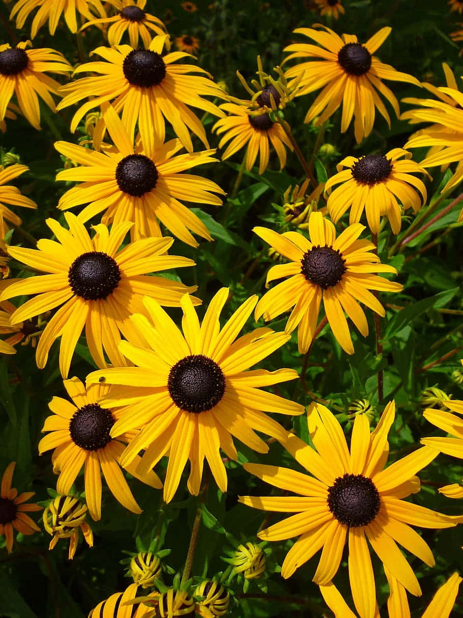 Yellow Coneflower, black-eyed susans, vibrant yellow, SD Phone Wallpaper