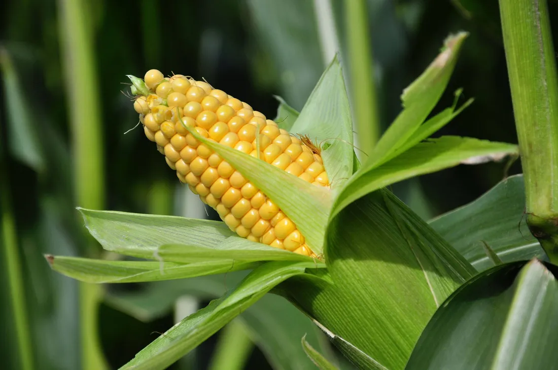 Yellow Corn