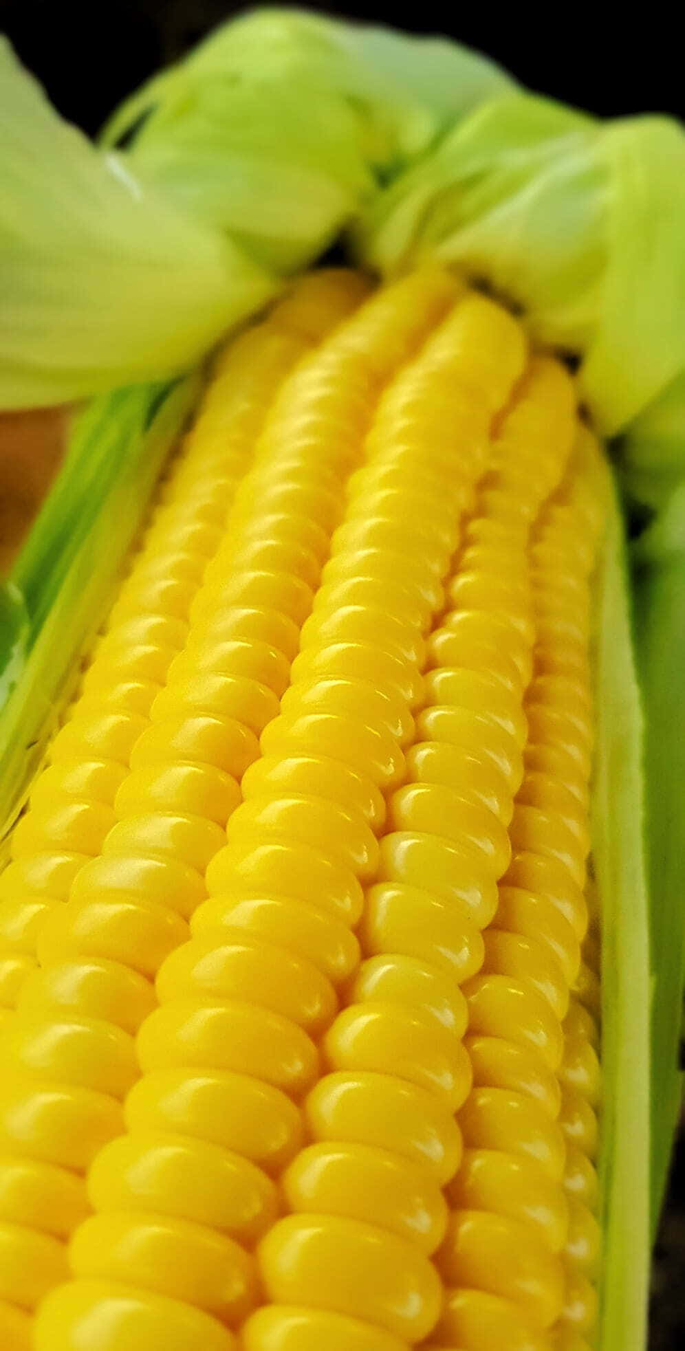 Yellow Corn, vibrant yellow corn kernels, pale green husks, Full HD Phone Wallpaper