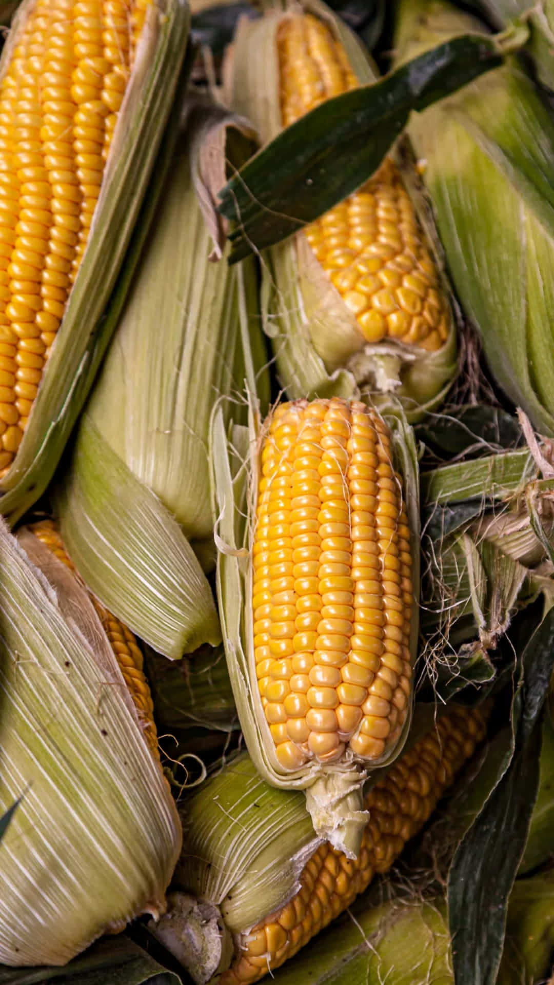 yellow corn, vibrant yellow kernels, green husks, Full HD Phone Wallpaper