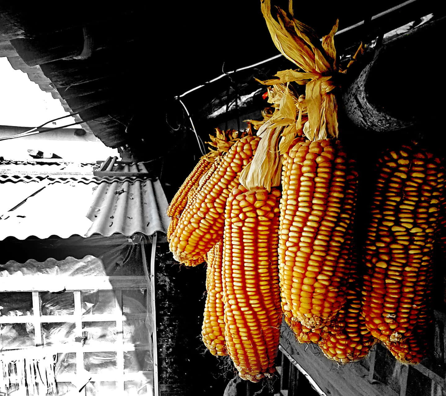 Yellow Corn, golden corn cobs, stark black and white rustic shed roof, HD Desktop Wallpaper