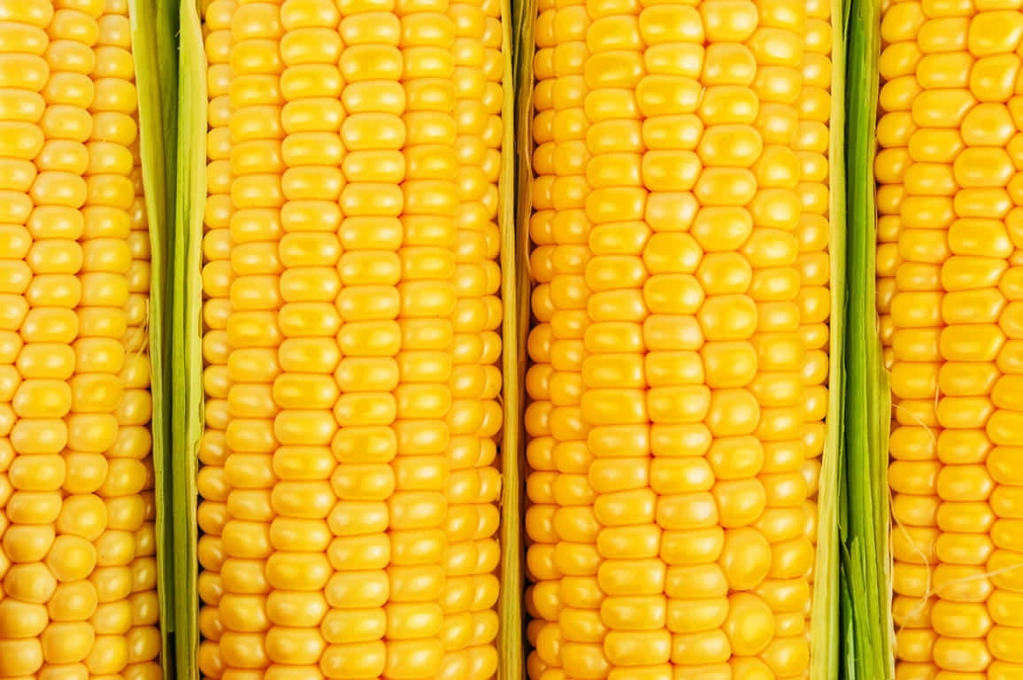 Yellow Corn, vibrant yellow corn cobs, green husks, SD Desktop Wallpaper