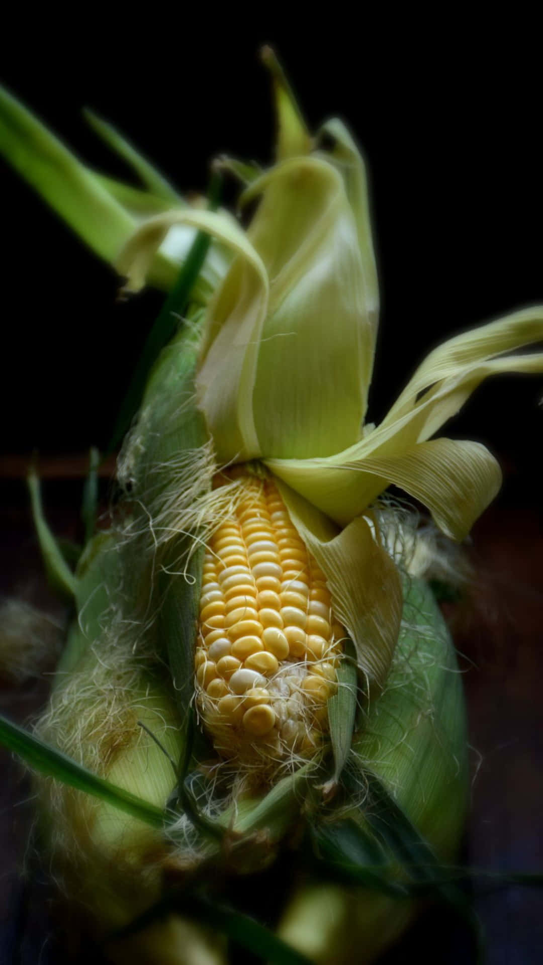 Yellow Corn, corn cob, golden kernels, Full HD Phone Wallpaper