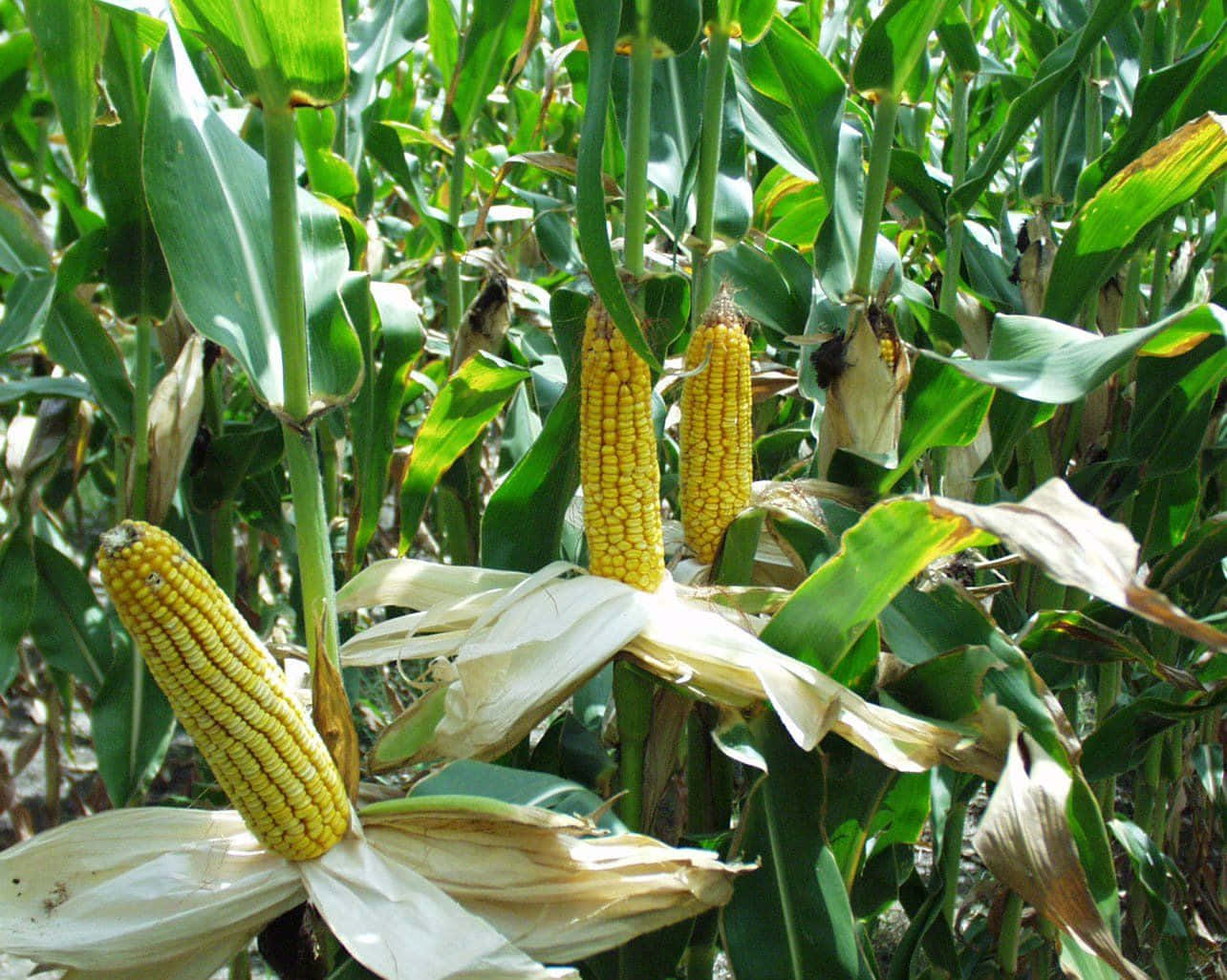 yellow corn, yellow corn kernels, weathered husks, HD Desktop Wallpaper