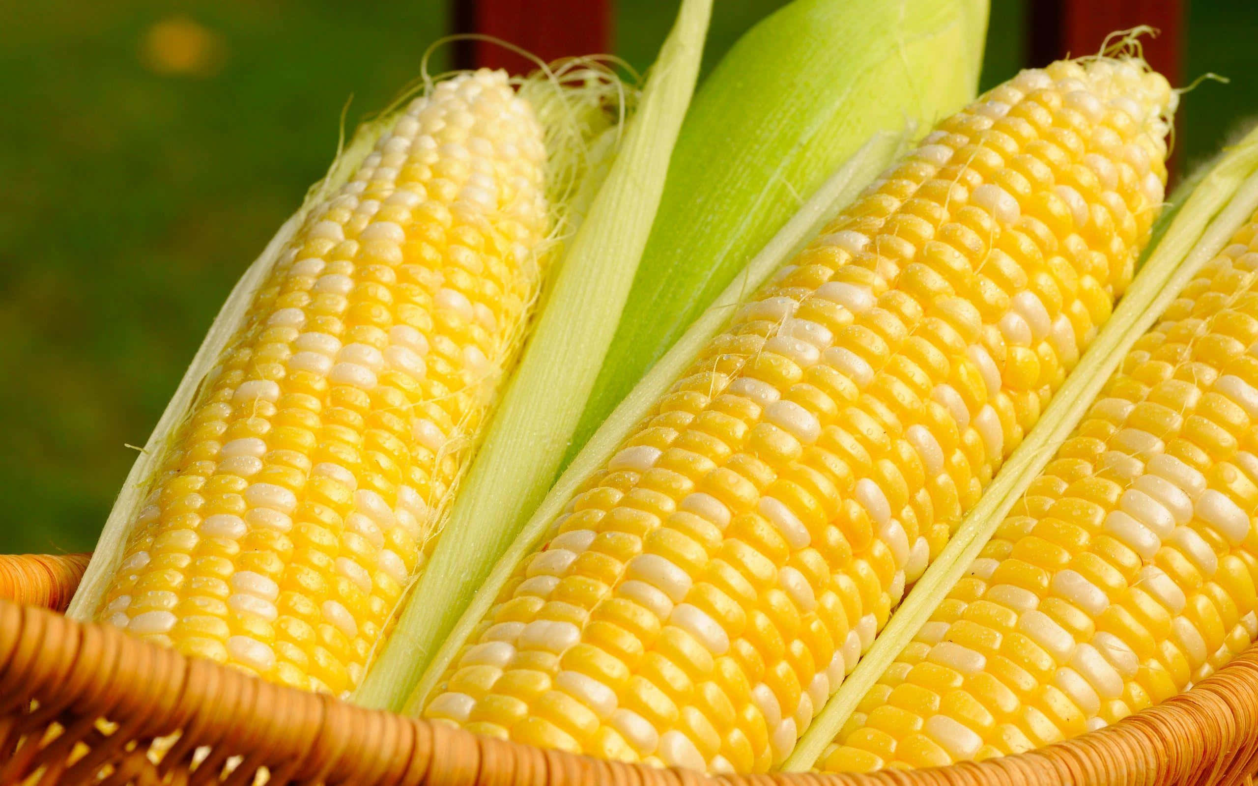 Yellow Corn, yellow corn cobs, green husks, 2K Desktop Wallpaper