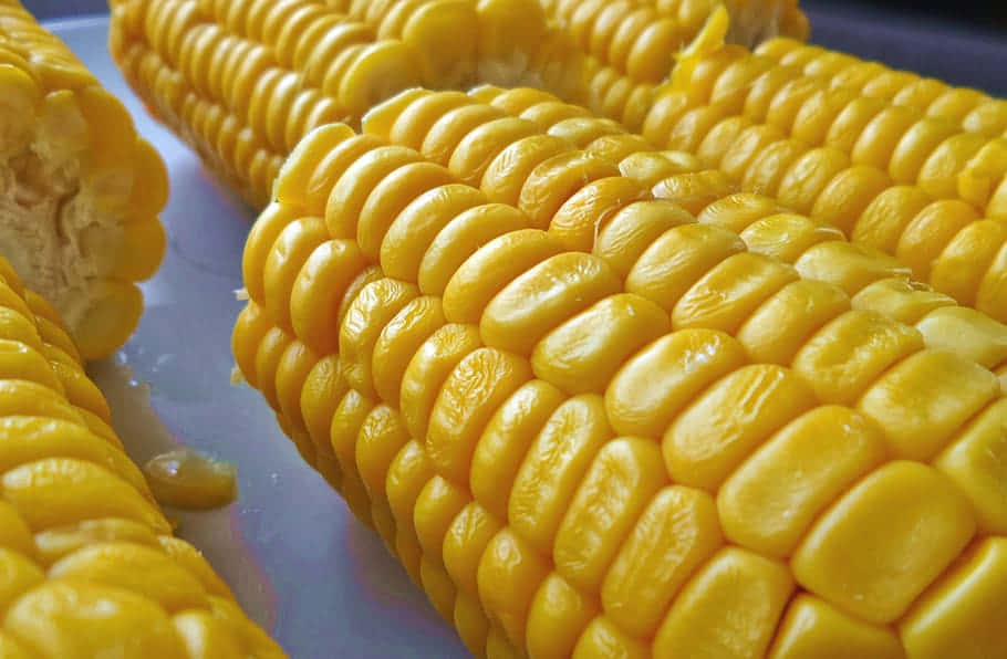 yellow corn, glossy yellow corn kernels, cob, SD Desktop Wallpaper