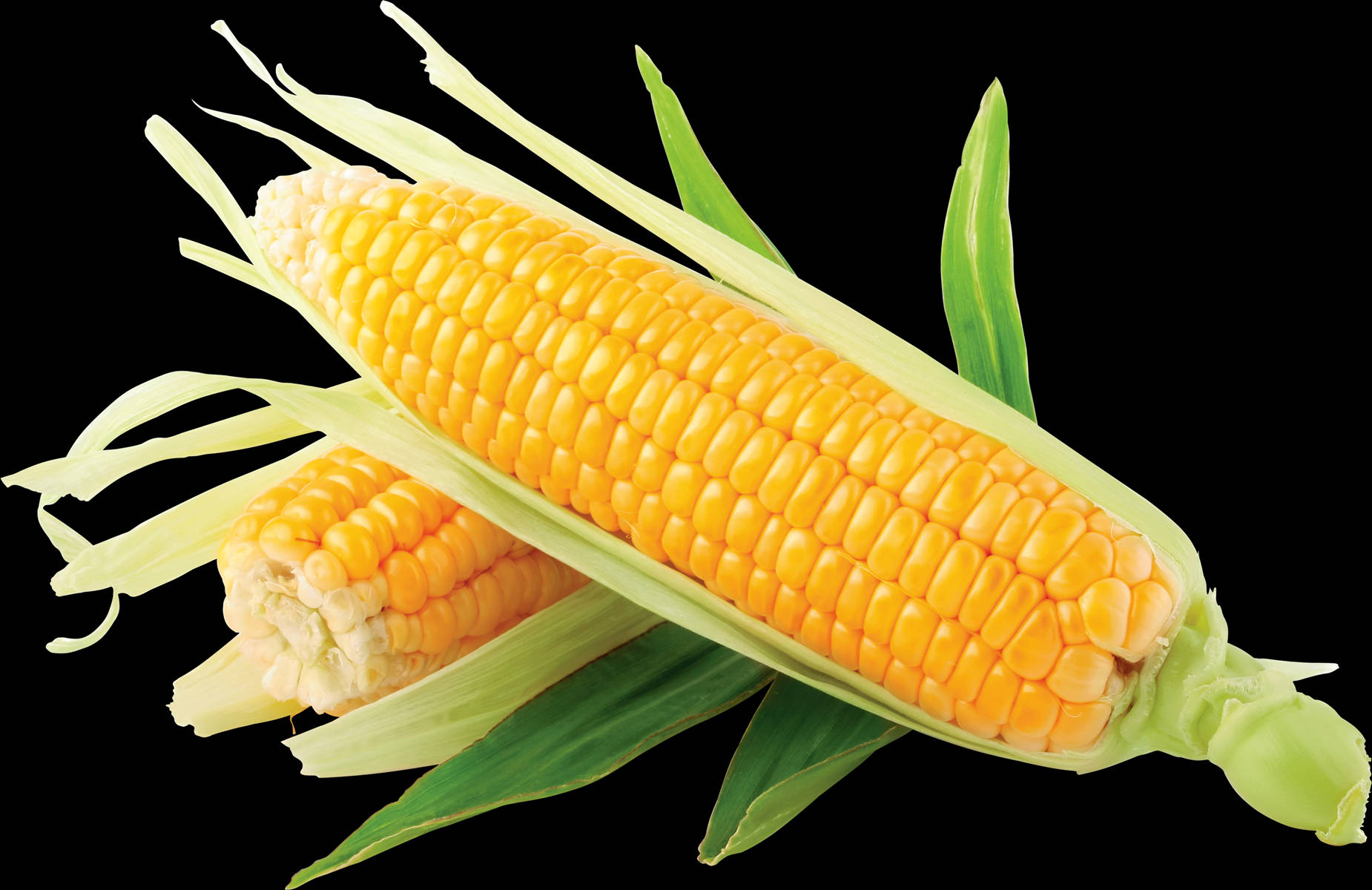 Yellow Corn, green husks, bright yellow kernels, HD Desktop Wallpaper