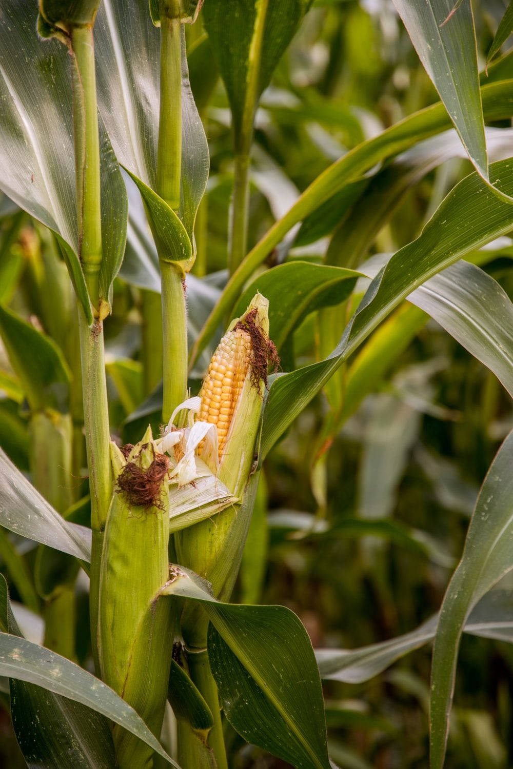 sweet corn plant, corn cob, green husk, HD Phone Wallpaper