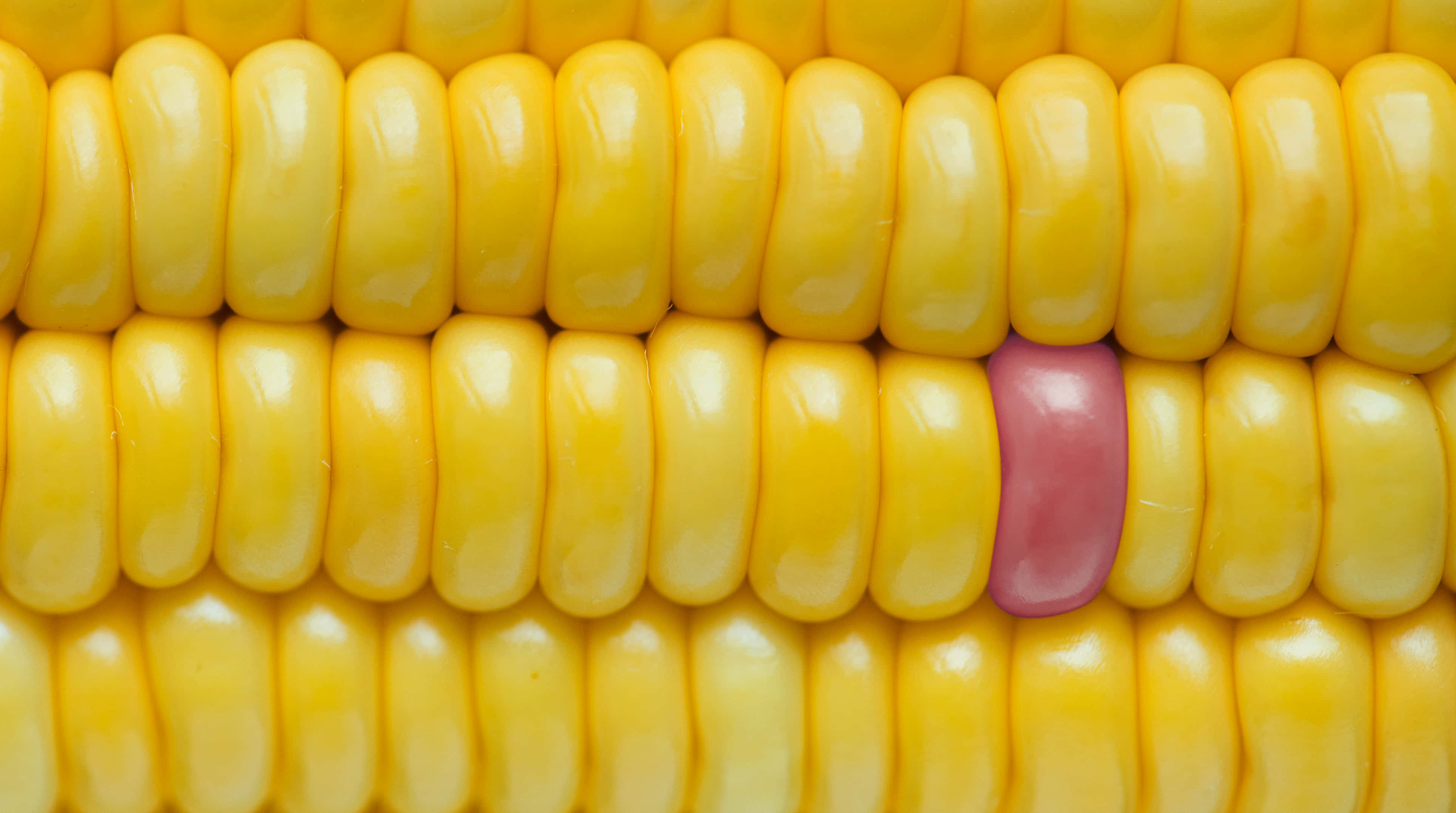 yellow corn, vibrant yellow kernels, pink kernel, 4K Desktop Wallpaper