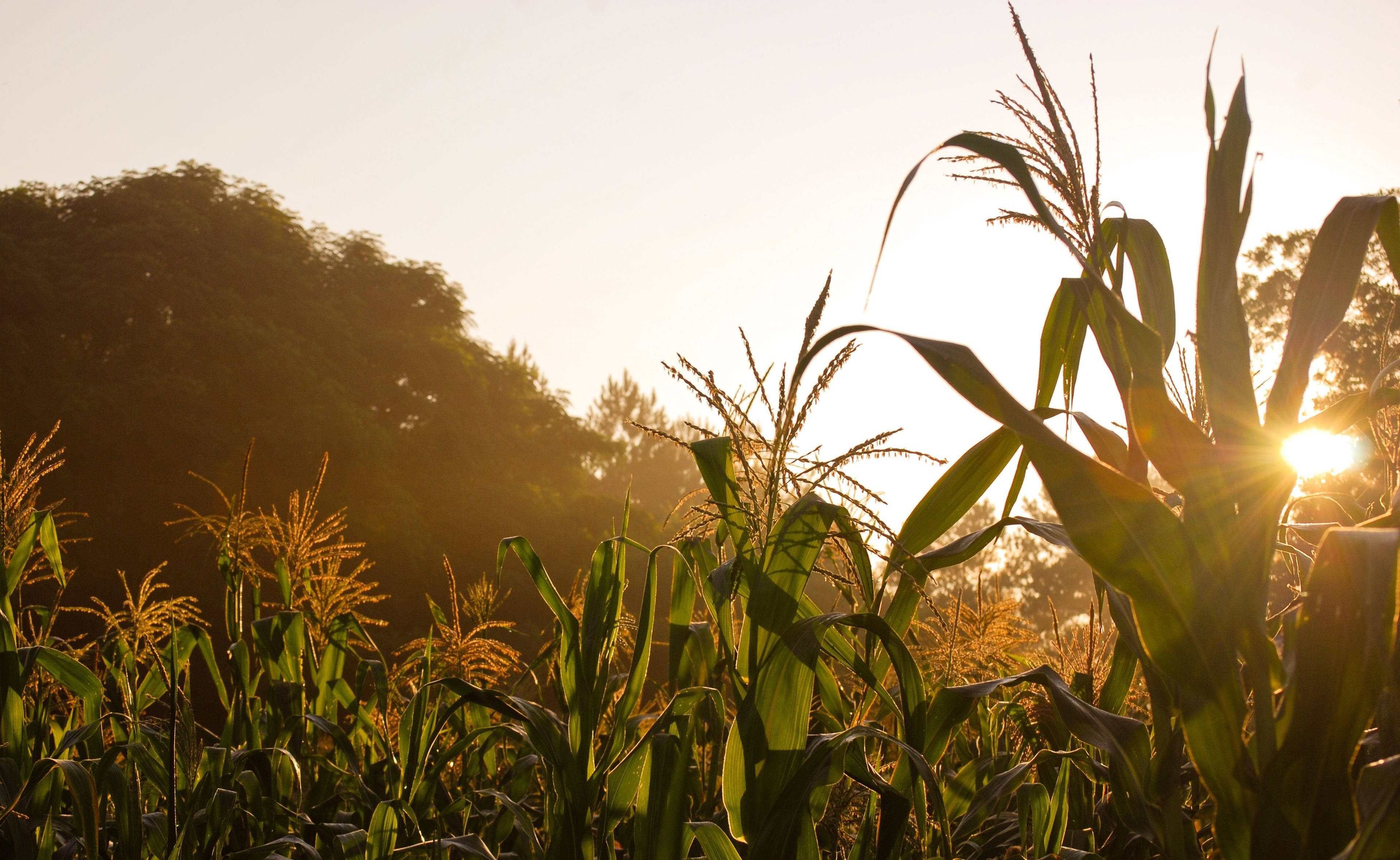 Golden sunrise, tall corn stalks, serene rural field, 4K Desktop Wallpaper
