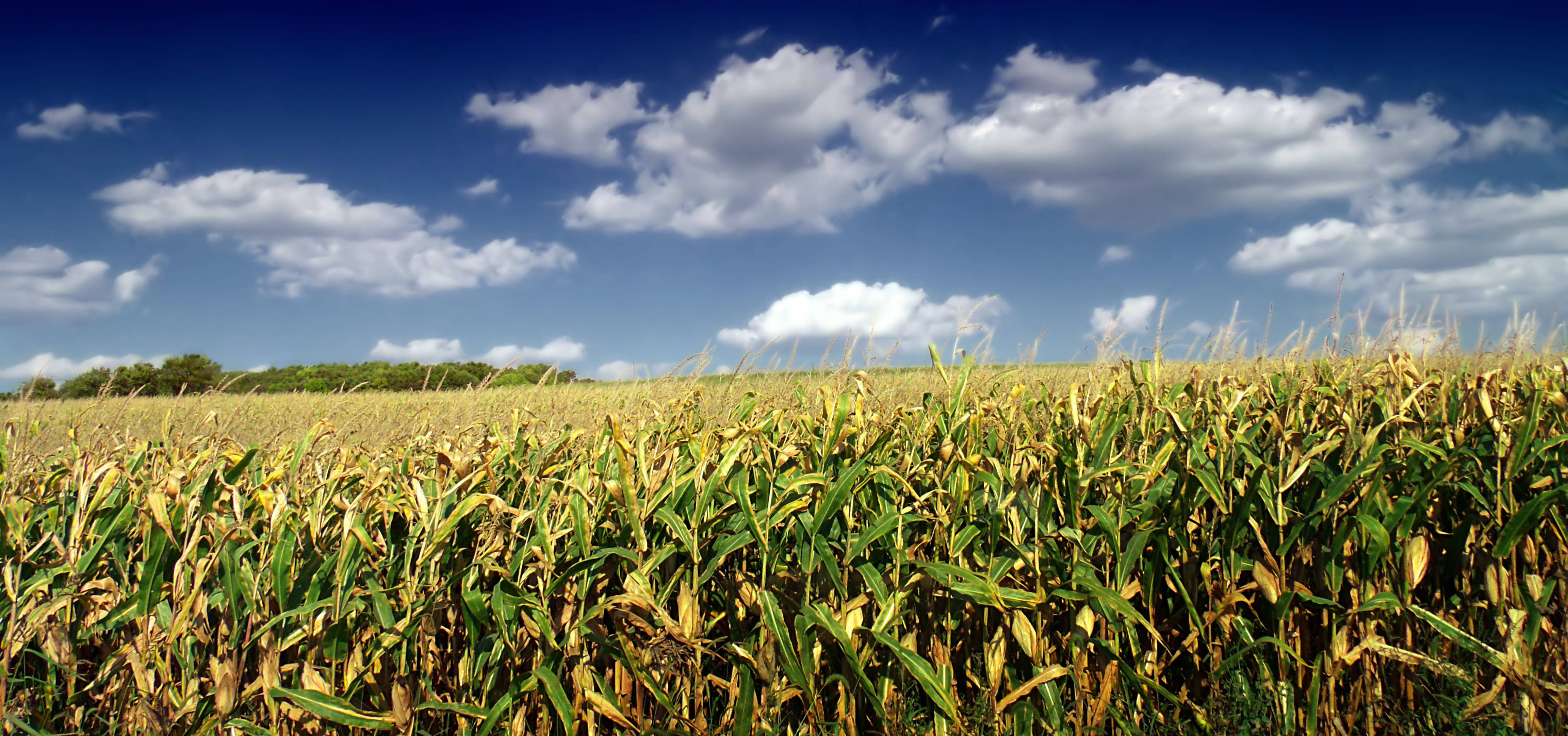 farmland, corn stalks, green leaves, 4K Desktop Wallpaper