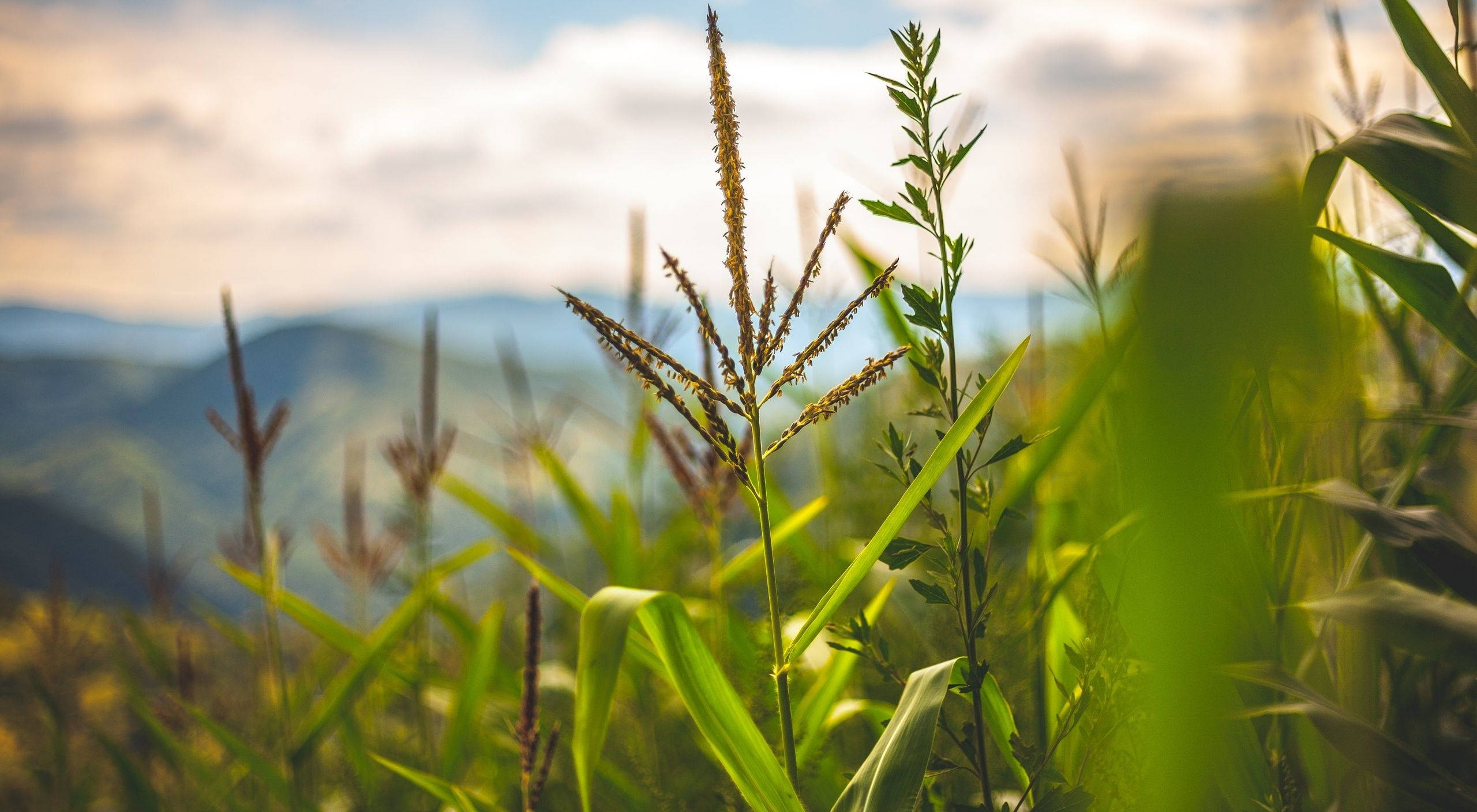 young corn plantation, tall grasses, golden sunlight, 2K Desktop Wallpaper