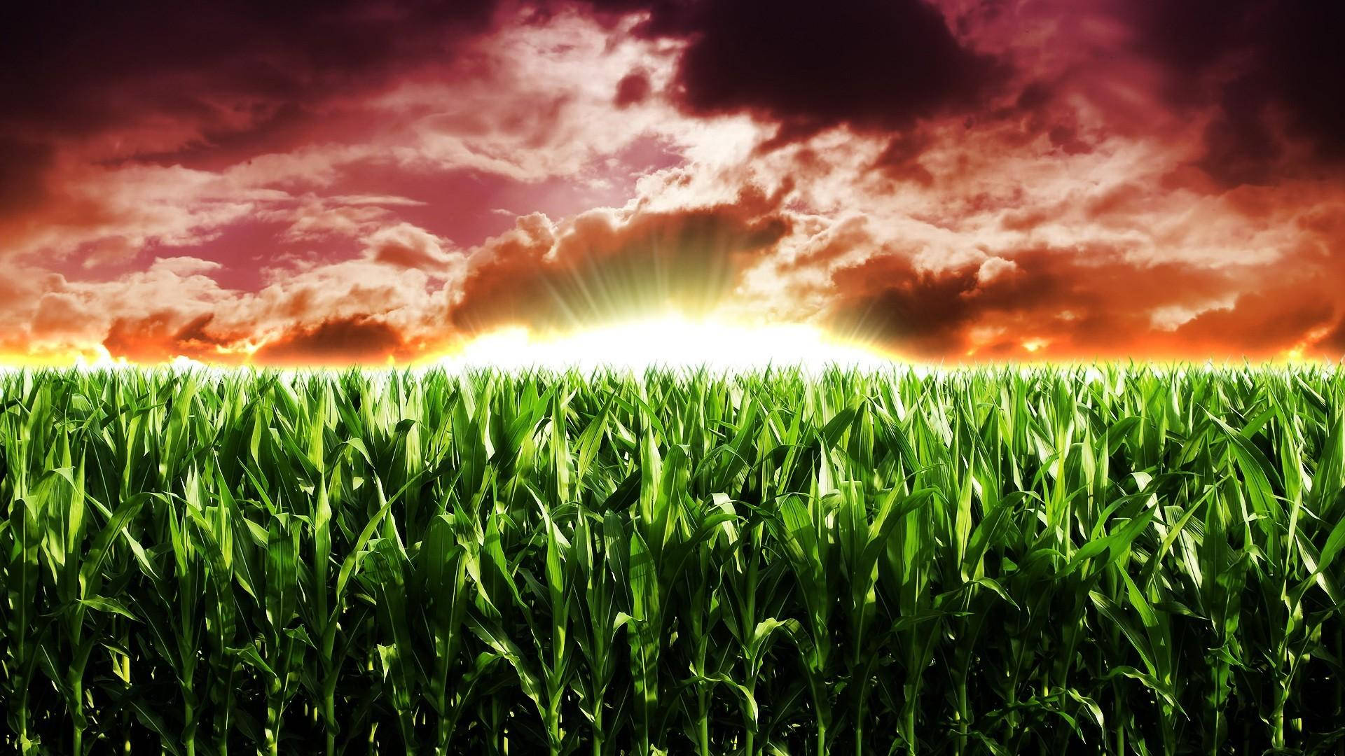 cornfield, agriculture, red orange sunset, Full HD Desktop Wallpaper