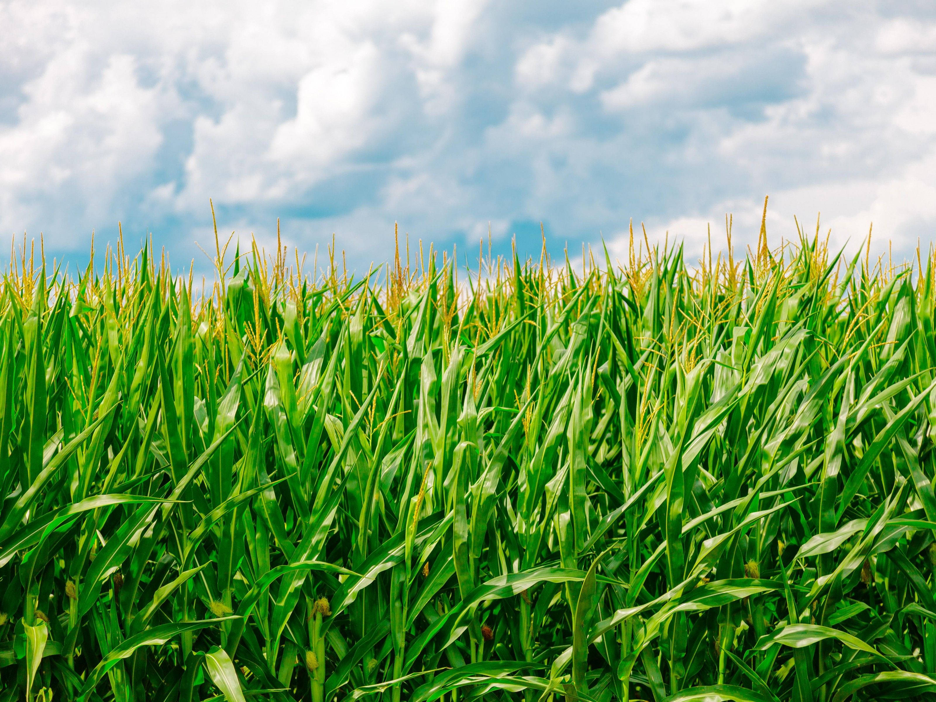 cloudy corn plantation, lush green cornfield, bright blue sky, 2K Desktop Wallpaper