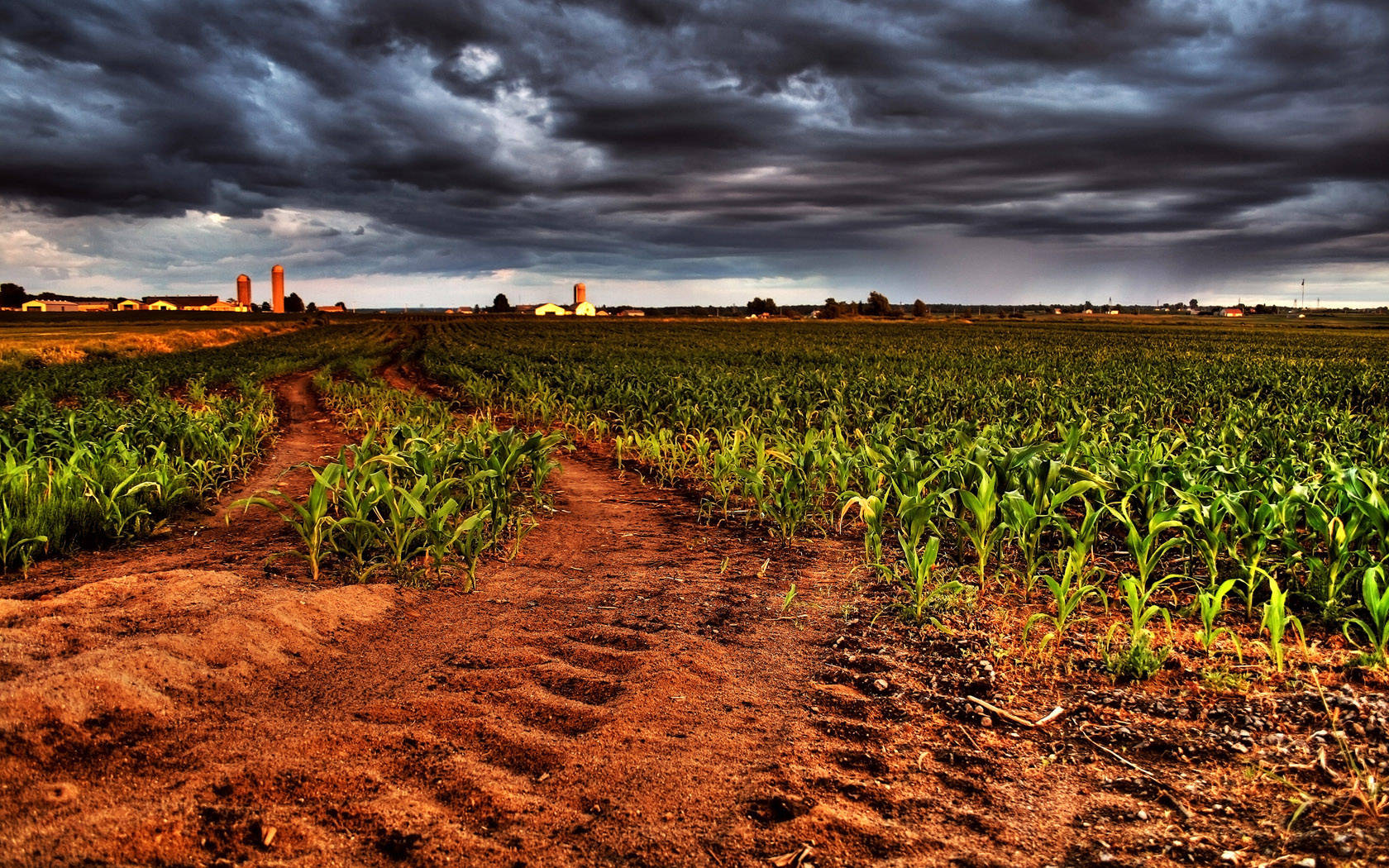 cornfield, dirt path, stormy sky, HD Desktop Wallpaper