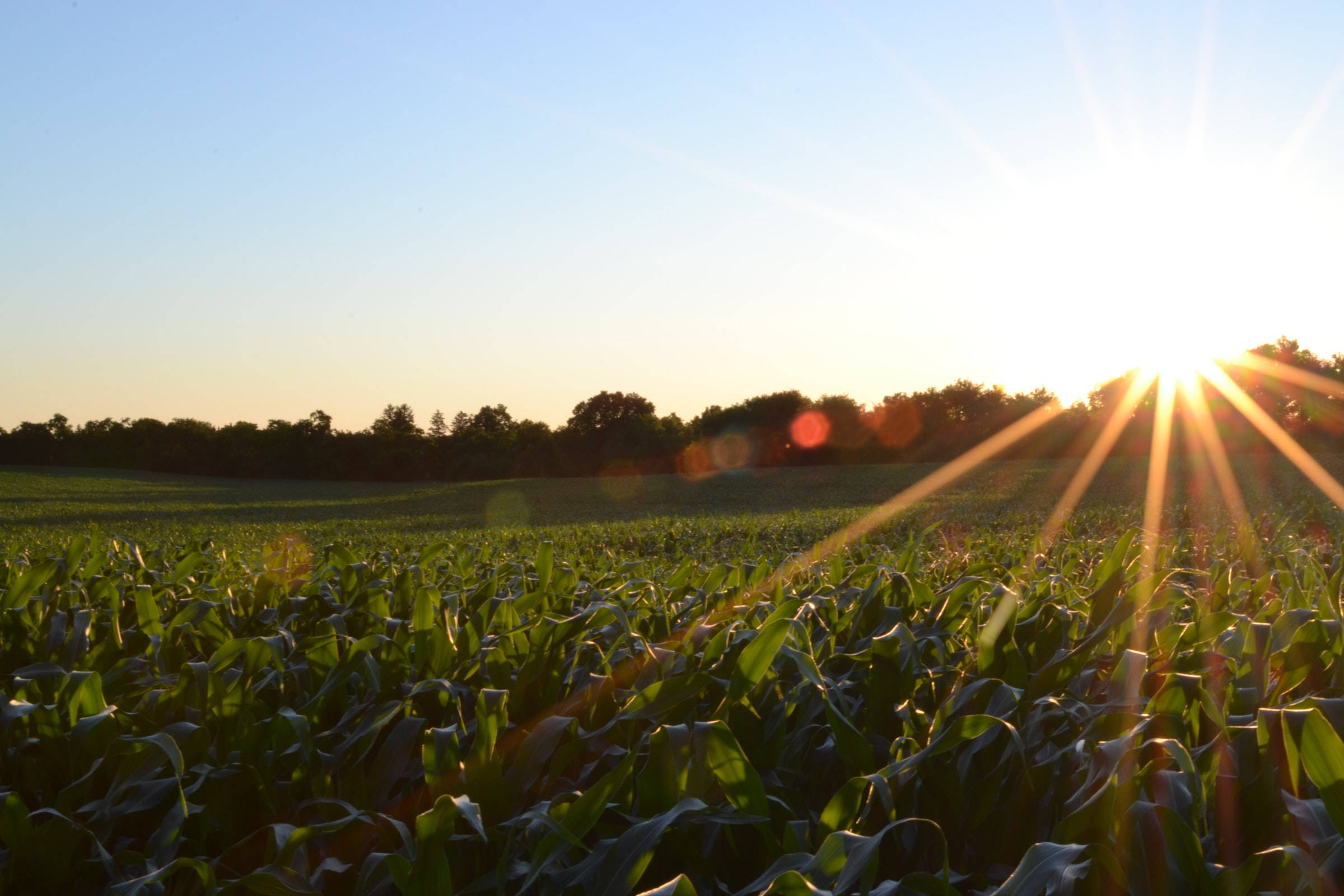 cornfield, golden hour, sunburst rays, Full HD Desktop Wallpaper