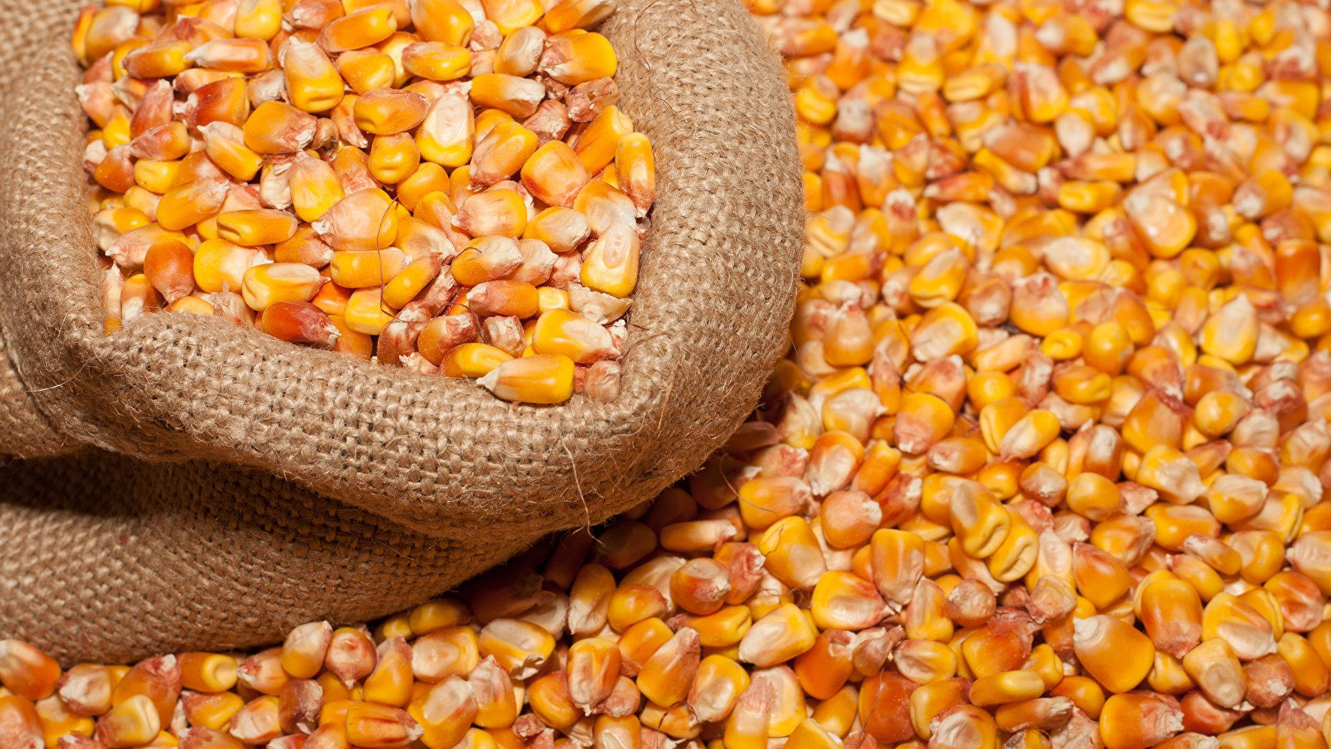 burlap sack, golden corn kernels, rustic harvest scene, Full HD Desktop Wallpaper