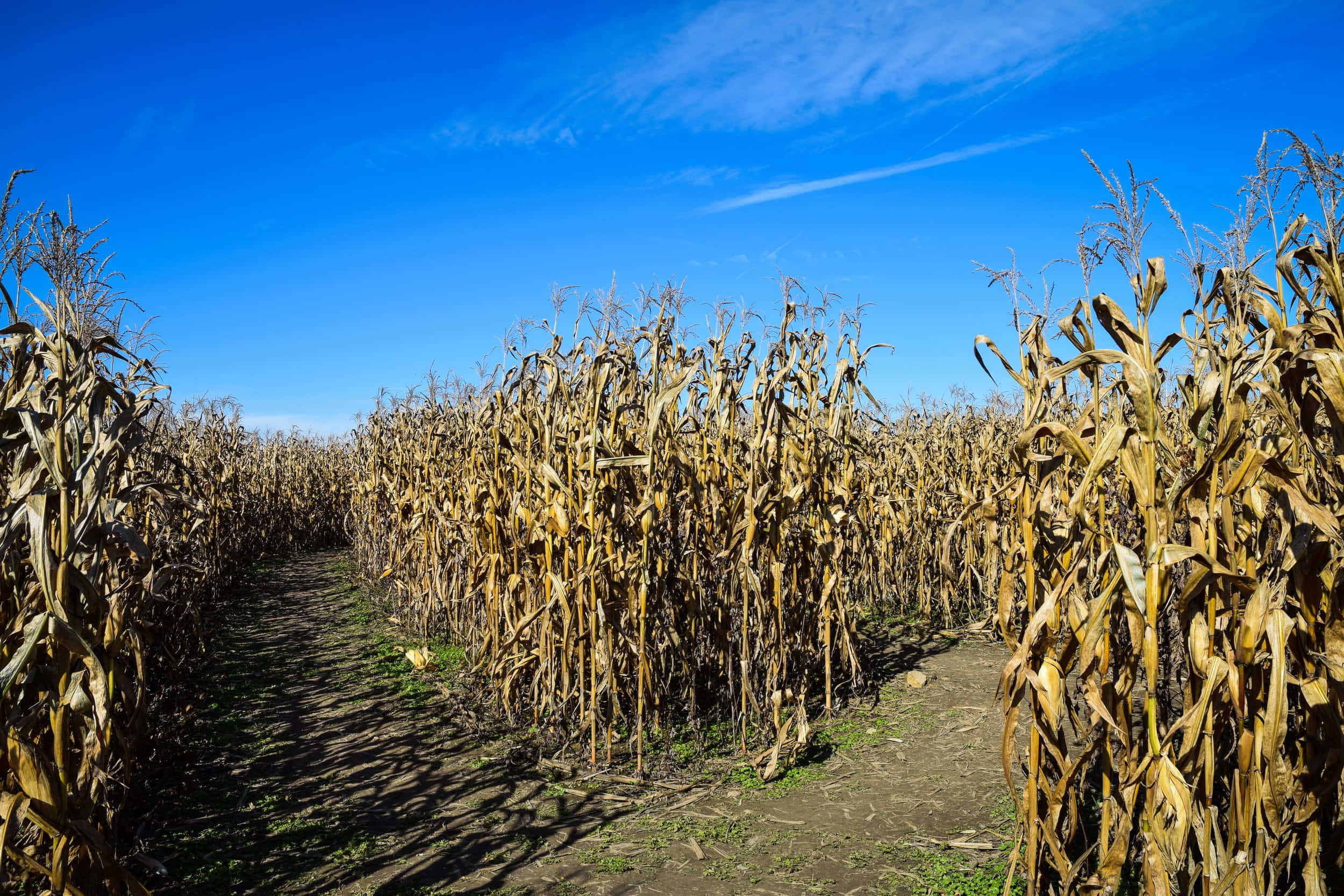 autumn corn maze pathway, dirt path, tall dried corn stalks, Full HD Desktop Wallpaper