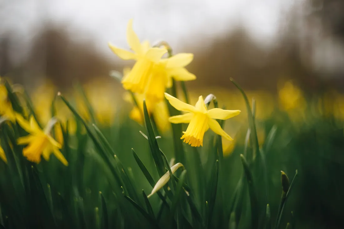 Yellow Daffodils