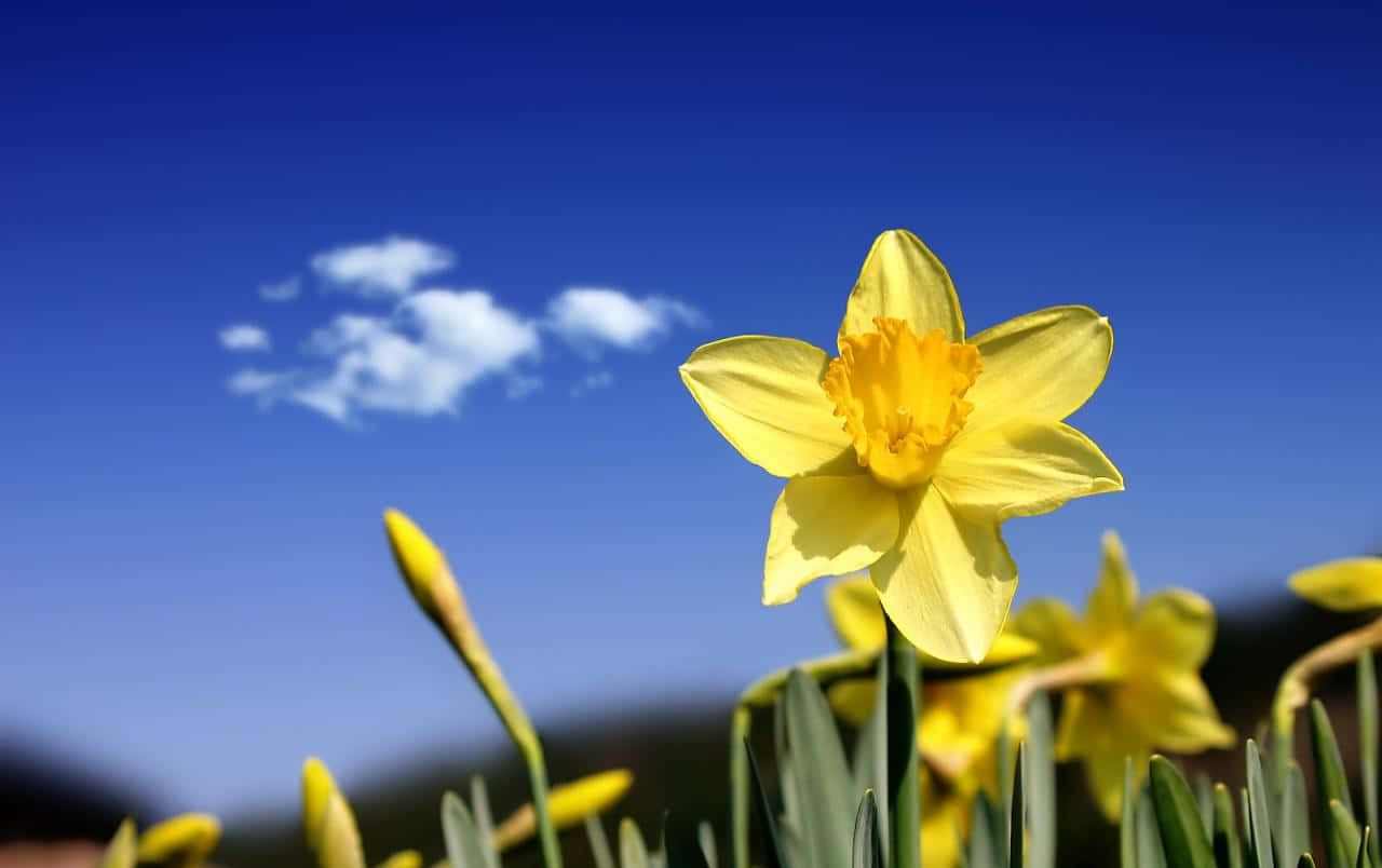 Yellow Daffodils, bright yellow daffodils, clear blue sky, HD Desktop Wallpaper