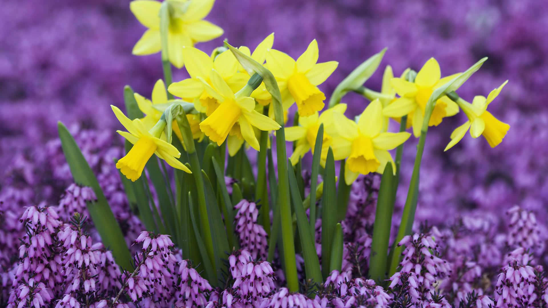 yellow daffodils, purple heather, spring meadow, Full HD Desktop Wallpaper