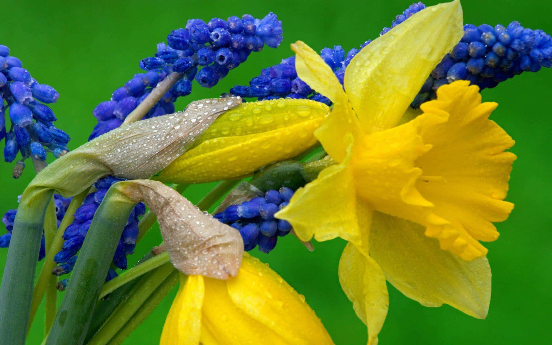 Yellow Daffodils, vibrant yellow daffodils, deep blue grape hyacinths, Full HD Desktop Wallpaper