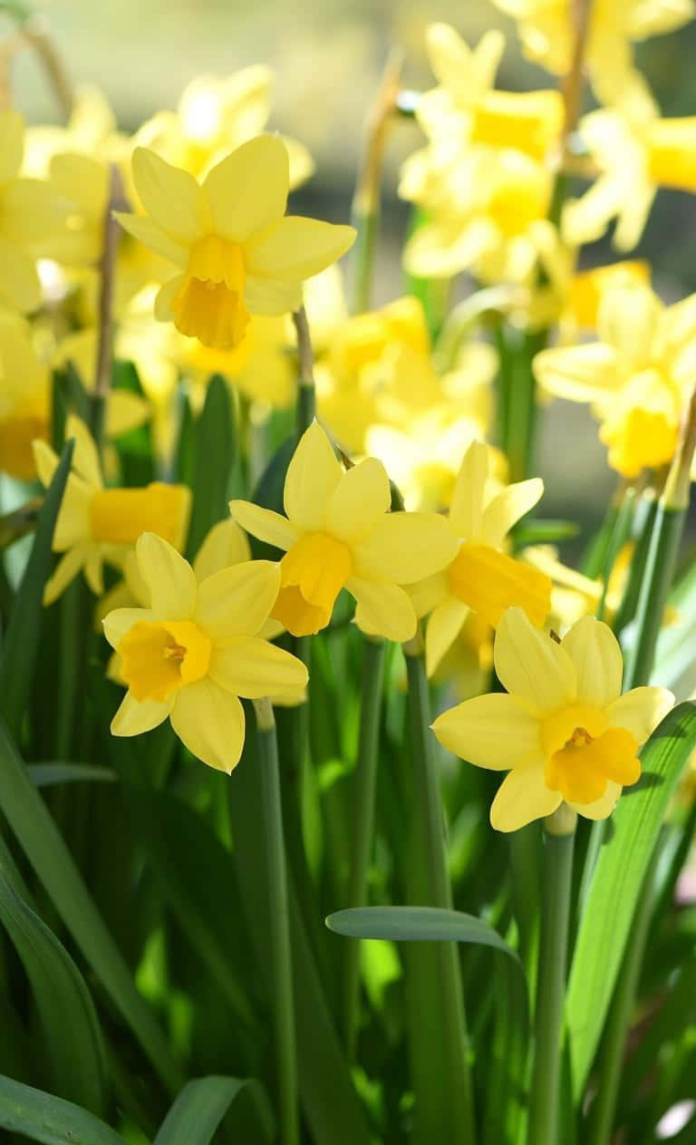 Yellow Daffodils, vibrant yellow daffodils, sunlit garden, SD Phone Wallpaper