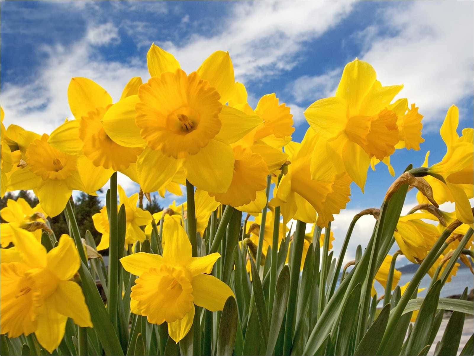 Yellow Daffodils, sunny field, bright blue sky, HD Desktop Wallpaper
