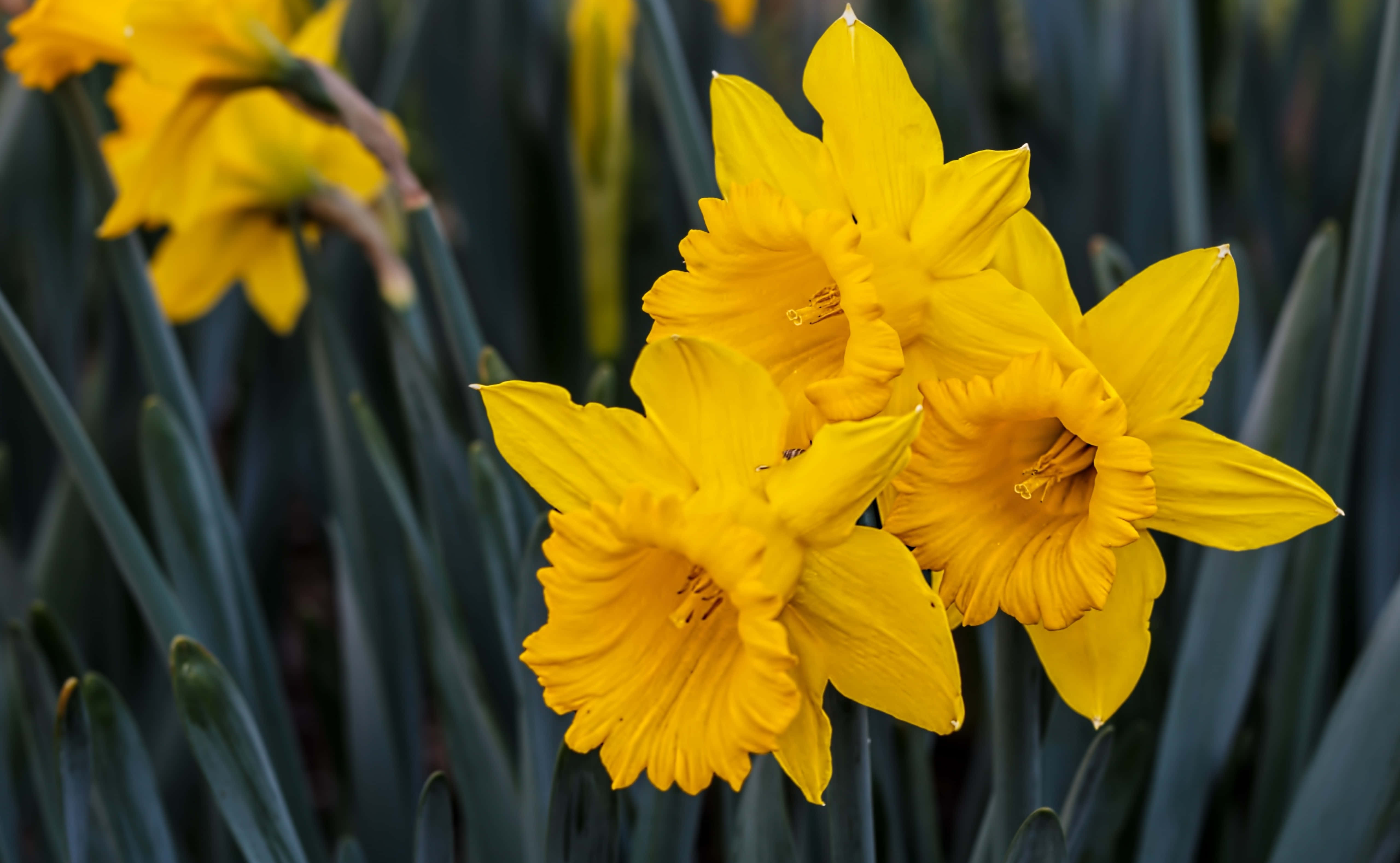yellow daffodils, vibrant yellow daffodils, sharp focus, 5K Desktop Wallpaper