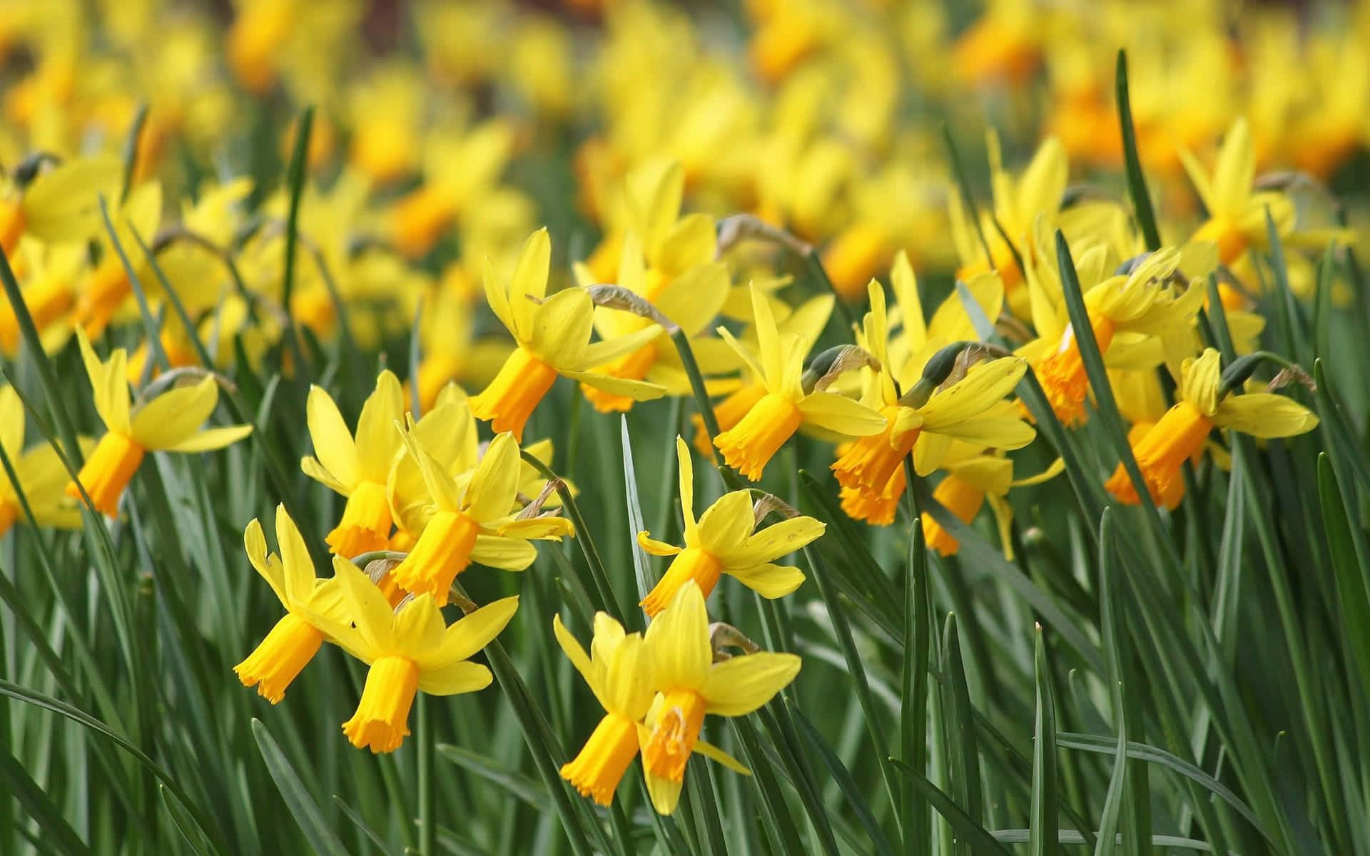 yellow daffodils, field of yellow daffodils, green stems, Full HD Desktop Wallpaper