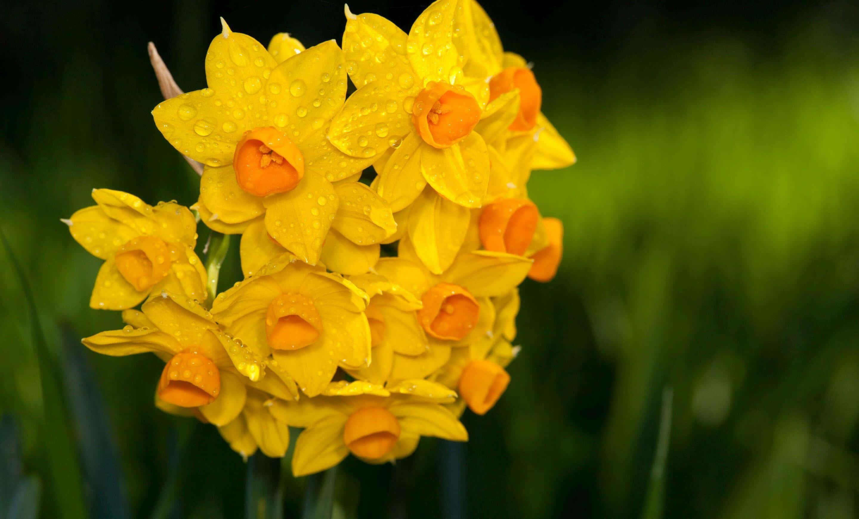 Yellow Daffodils, vibrant yellow daffodils, dewdrops, 2K Desktop Wallpaper