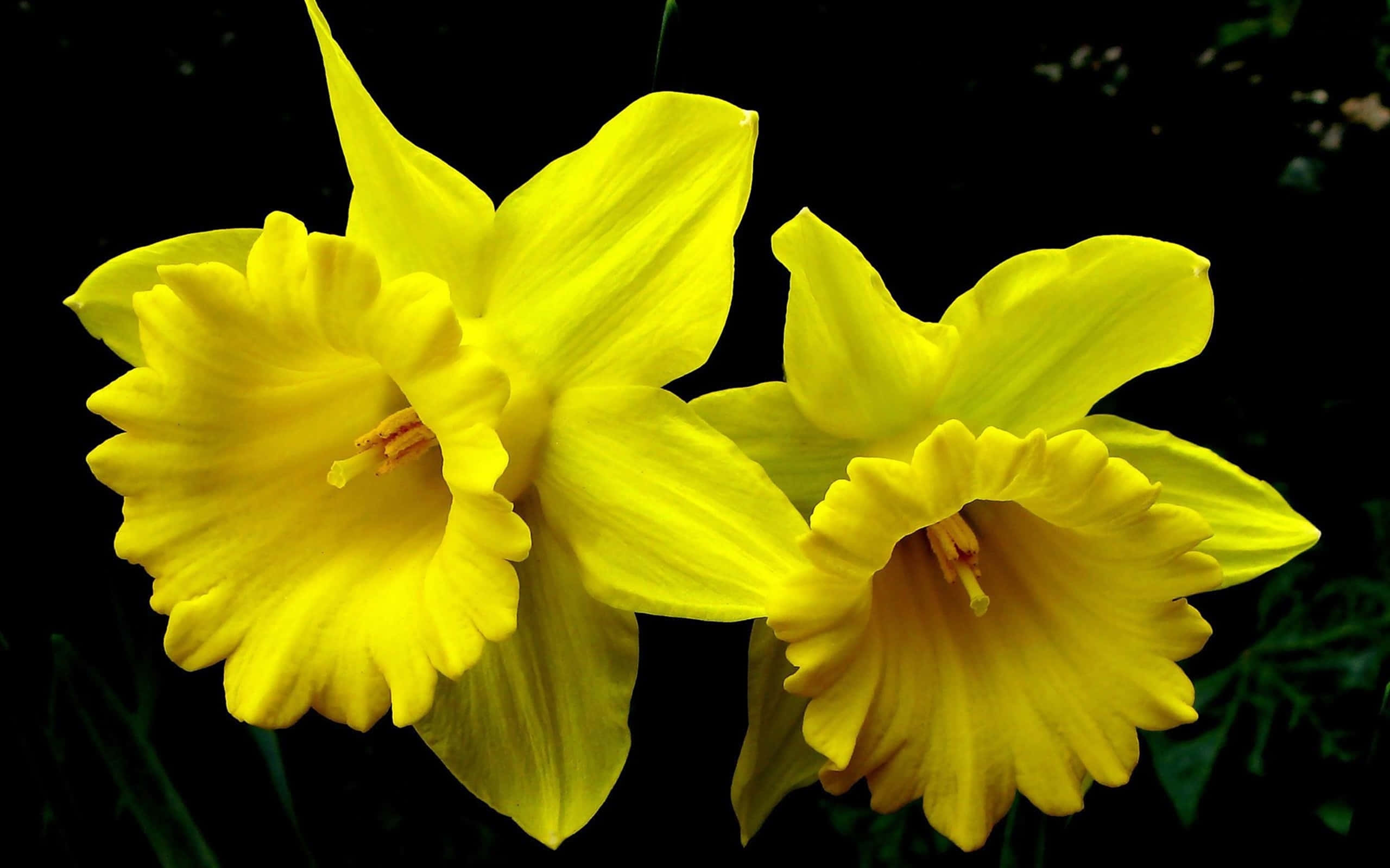 Yellow Daffodils, vibrant yellow, stark black background, 2K Desktop Wallpaper