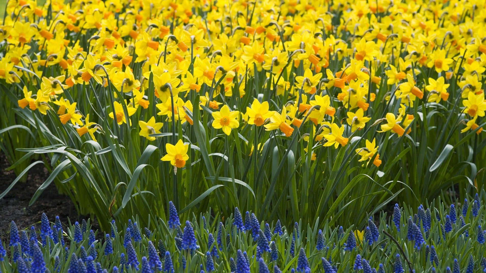 Yellow Daffodils, deep blue grape hyacinths, bright daylight, Full HD Desktop Wallpaper