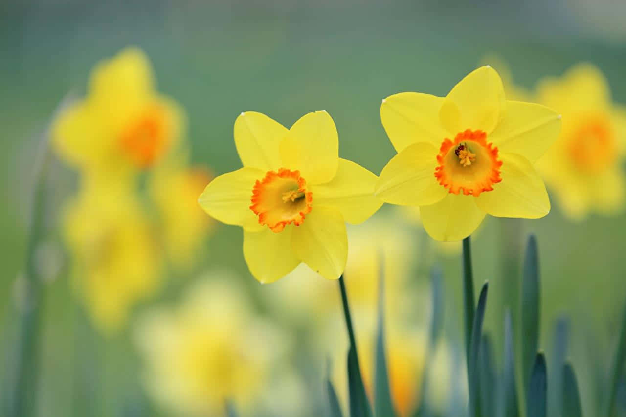 Yellow Daffodils, vibrant yellow daffodils, orange centers, HD Desktop Wallpaper