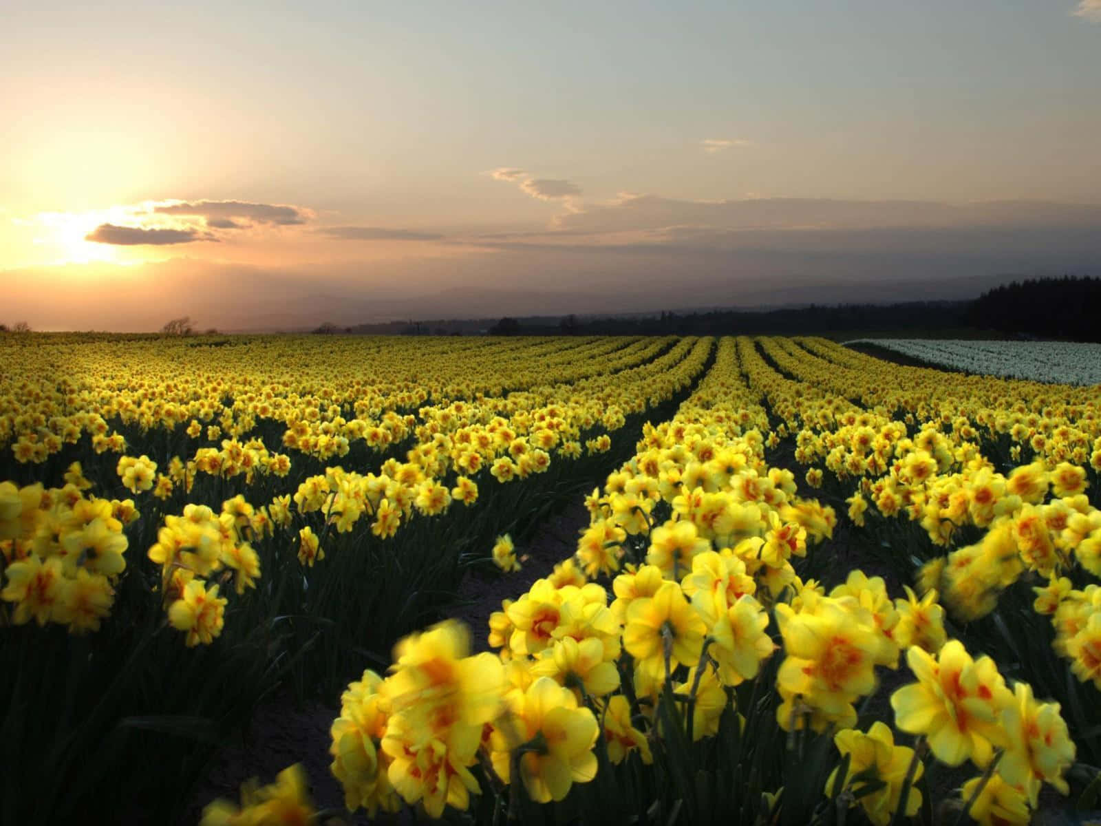 yellow daffodils, vibrant yellow, soft golden sunset, HD Desktop Wallpaper