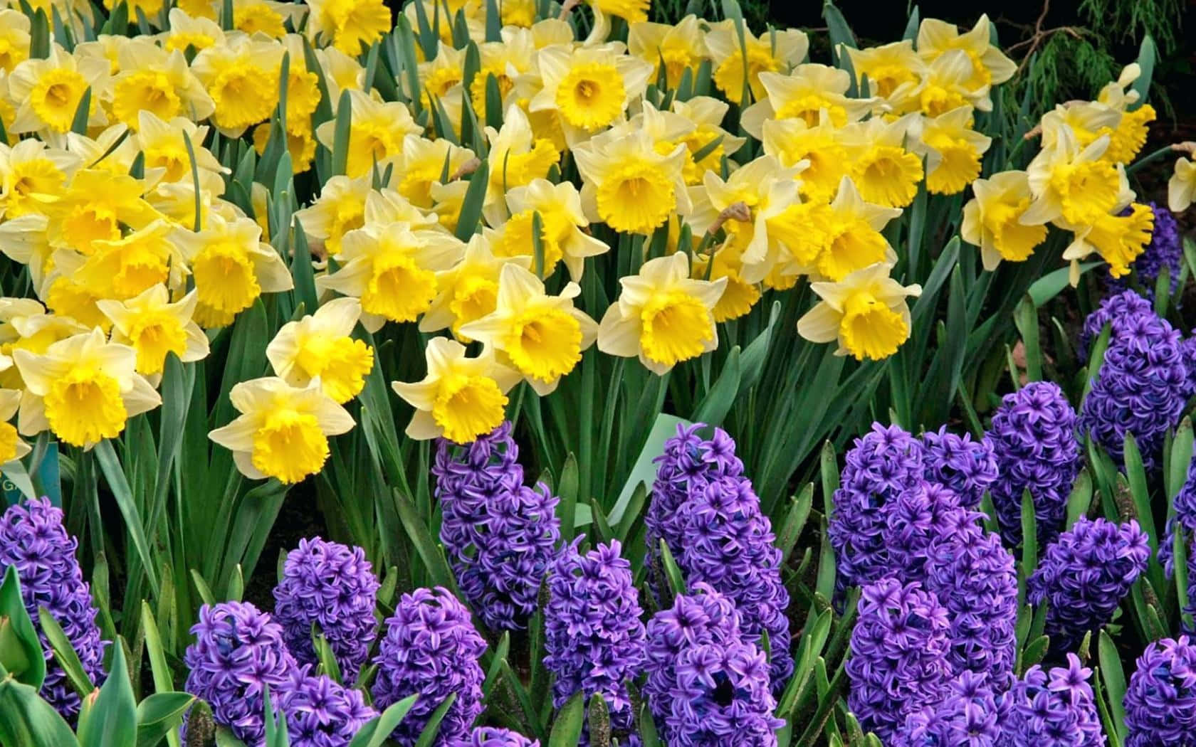 Yellow Daffodils, vibrant yellow daffodils, deep purple hyacinths, HD Desktop Wallpaper
