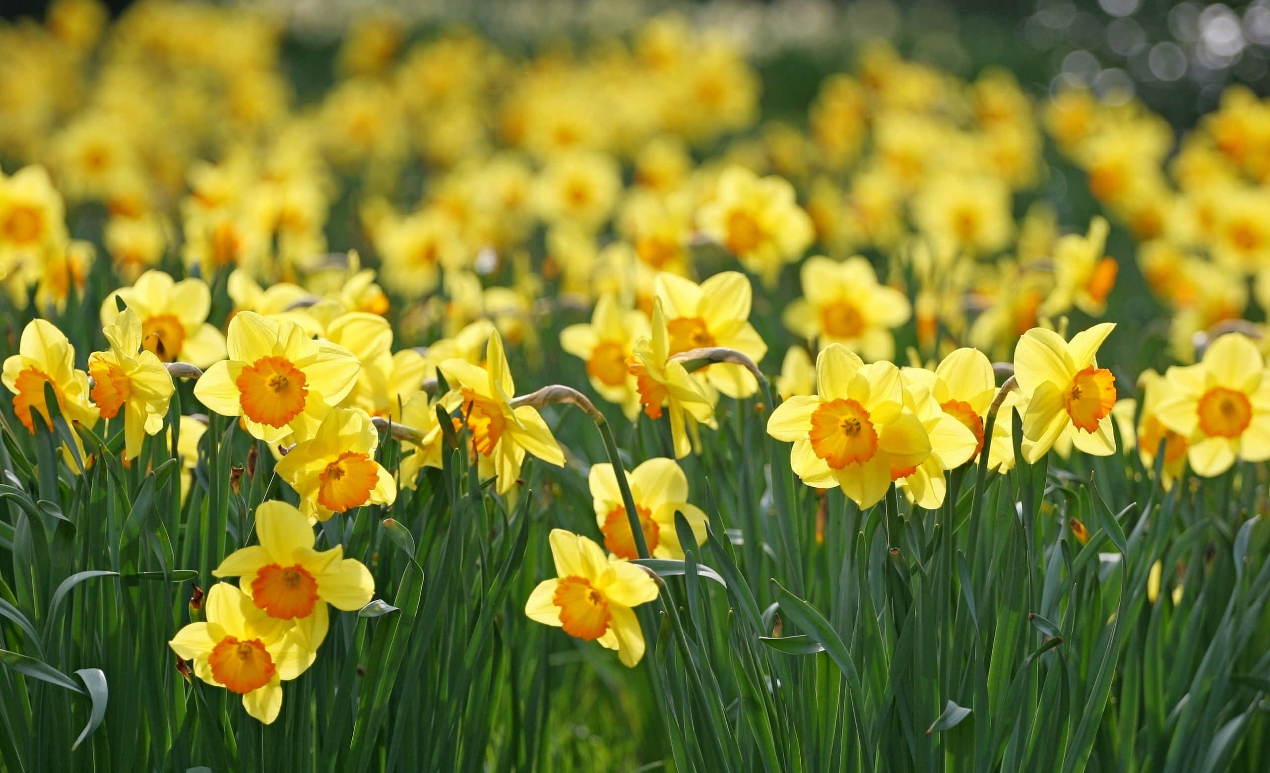 Yellow Daffodils, vibrant yellow daffodils, orange centers, 2K Desktop Wallpaper