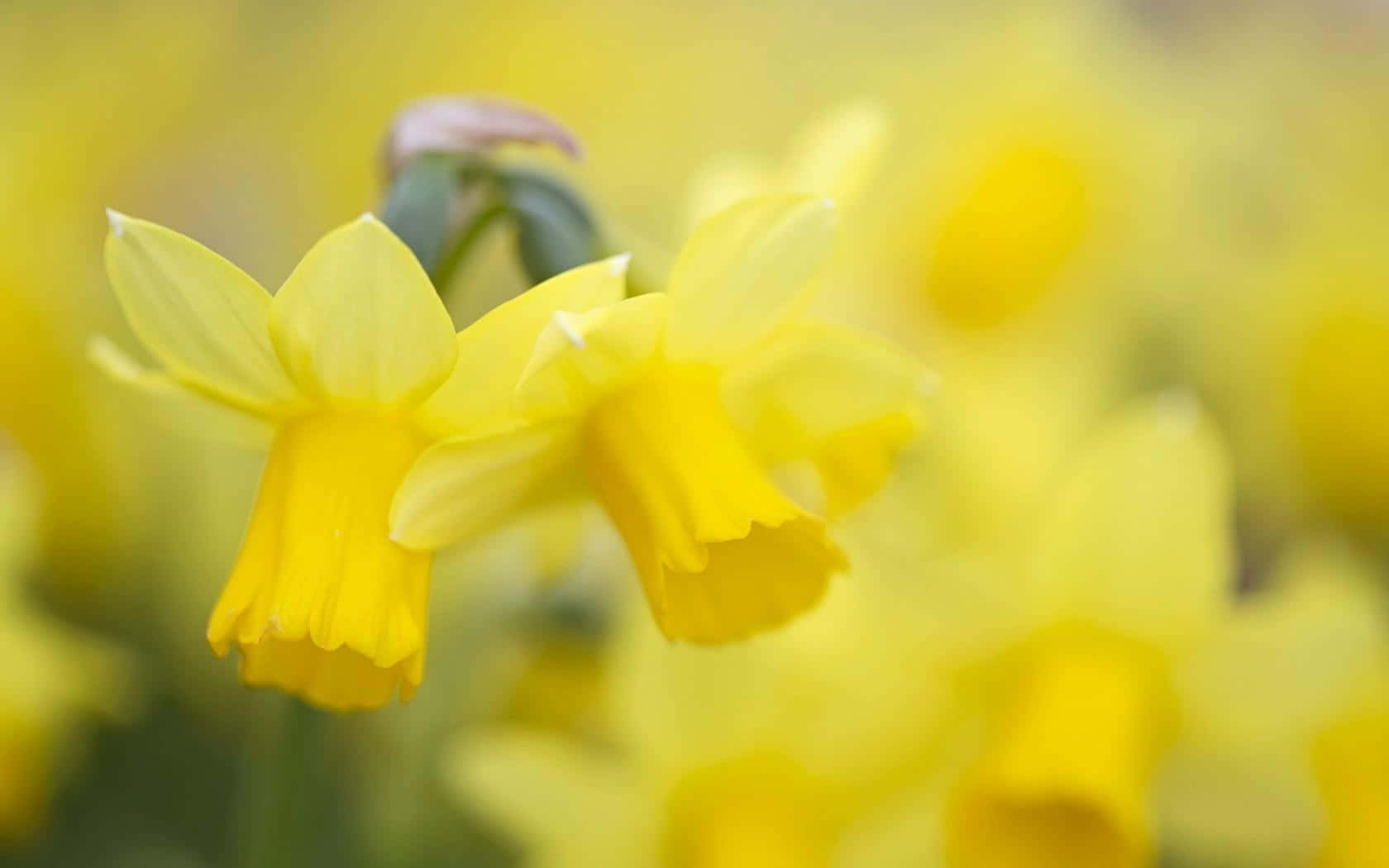 Yellow Daffodils, vibrant yellow daffodils, golden field, HD Desktop Wallpaper