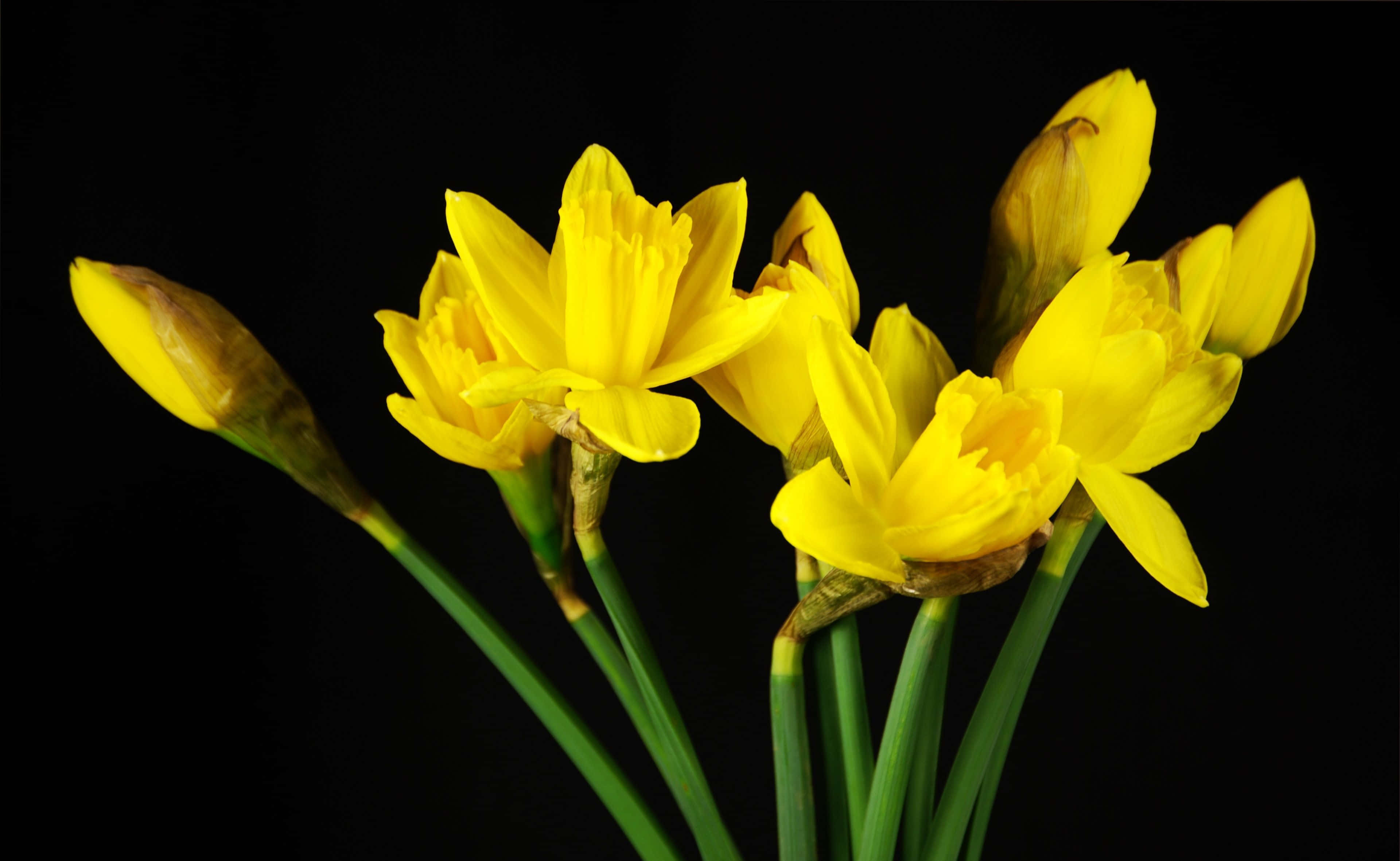 Yellow Daffodils, vibrant yellow daffodils, stark black background, 4K Desktop Wallpaper