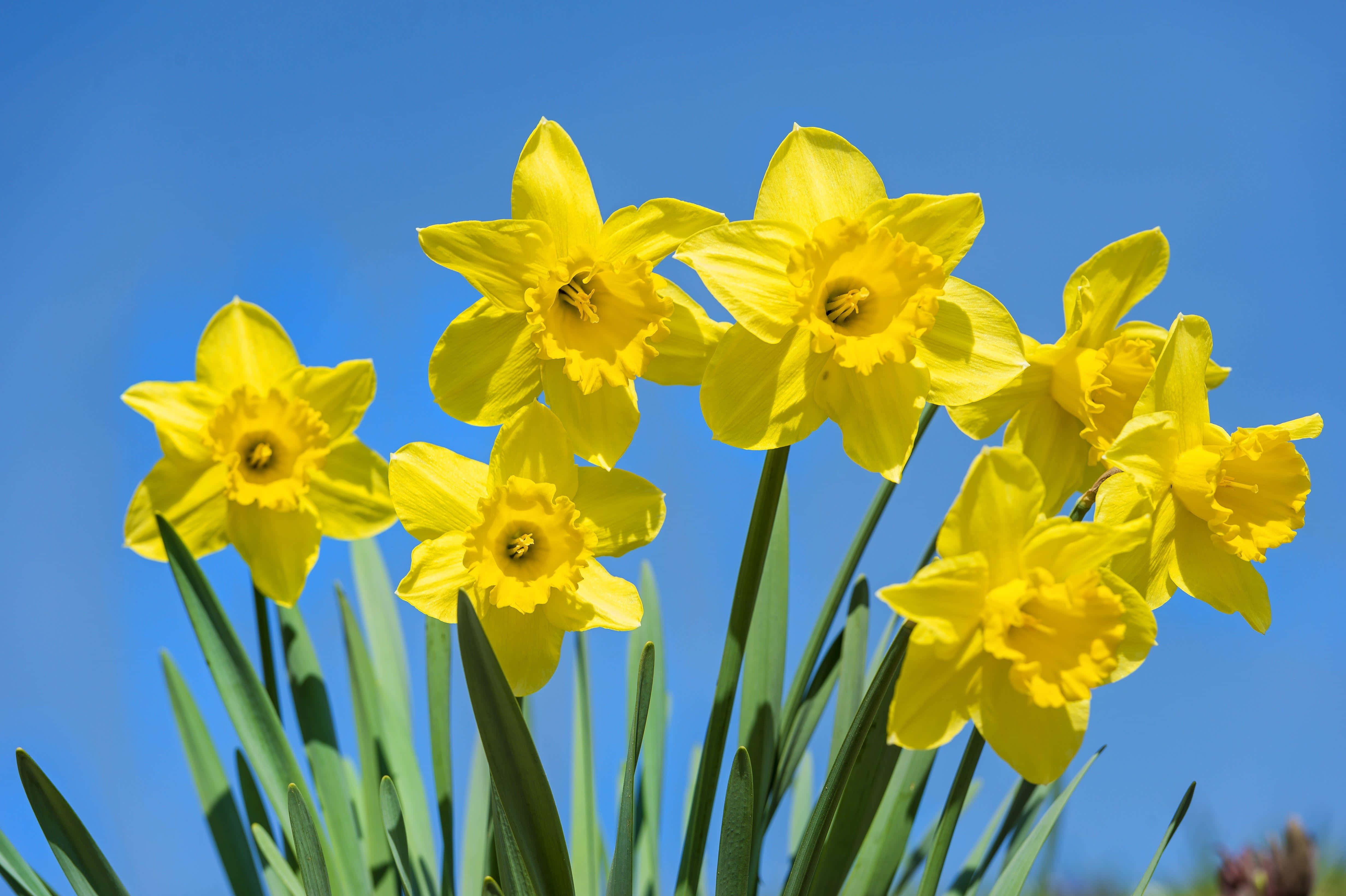 Yellow Daffodils, vibrant yellow daffodils, clear blue sky, 4K Desktop Wallpaper