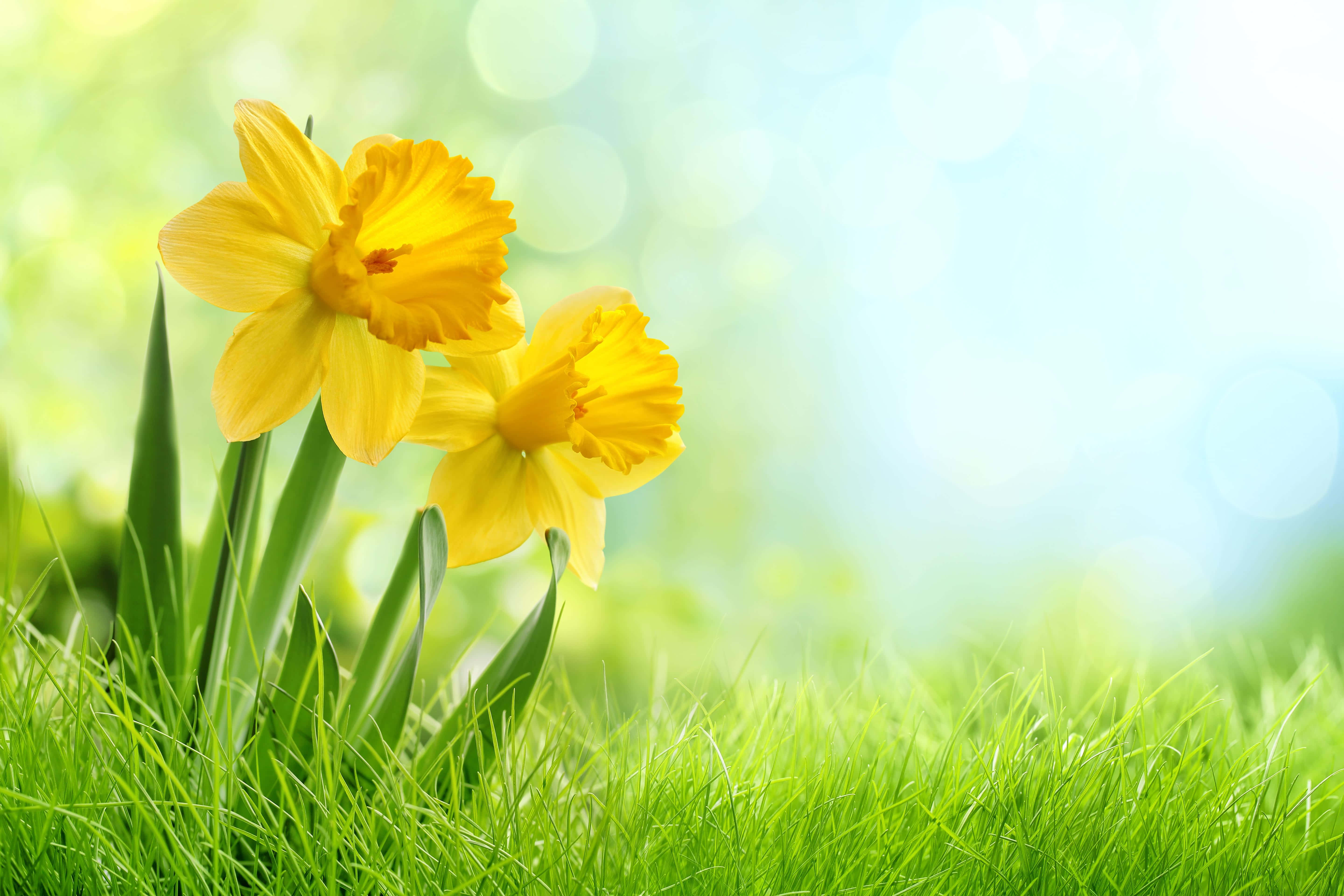 Yellow Daffodils, vibrant yellow daffodils, lush green grass, 5K Desktop Wallpaper